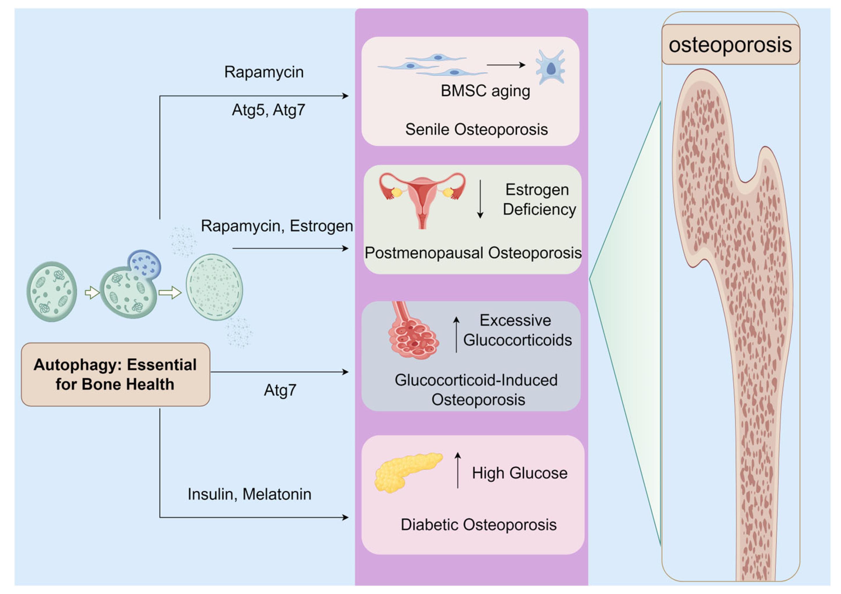 Biomolecules 14 01452 g001
