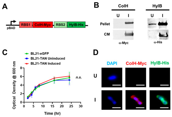 Tumor-Colonizing E. coli Expressing Both Collagenase and