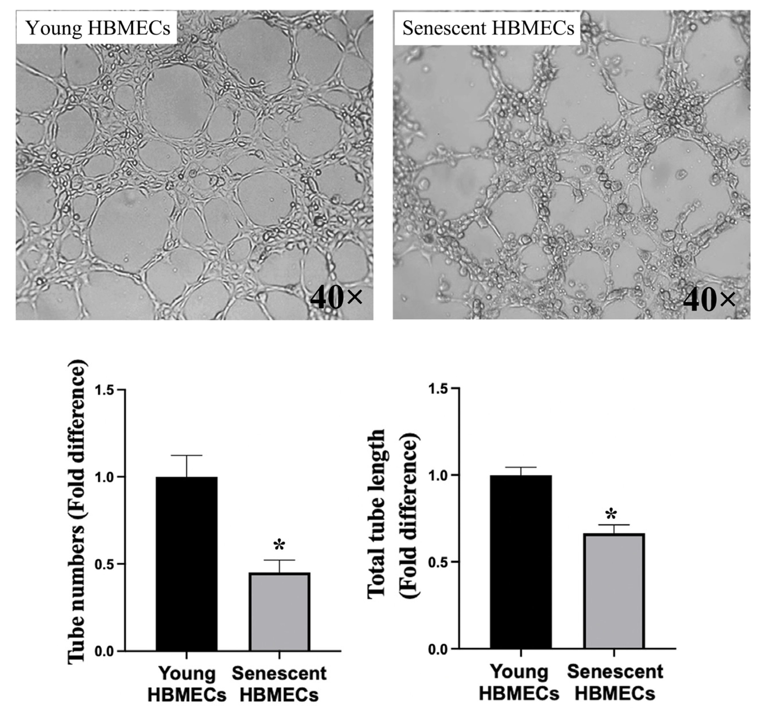 Biomolecules 14 01476 g004