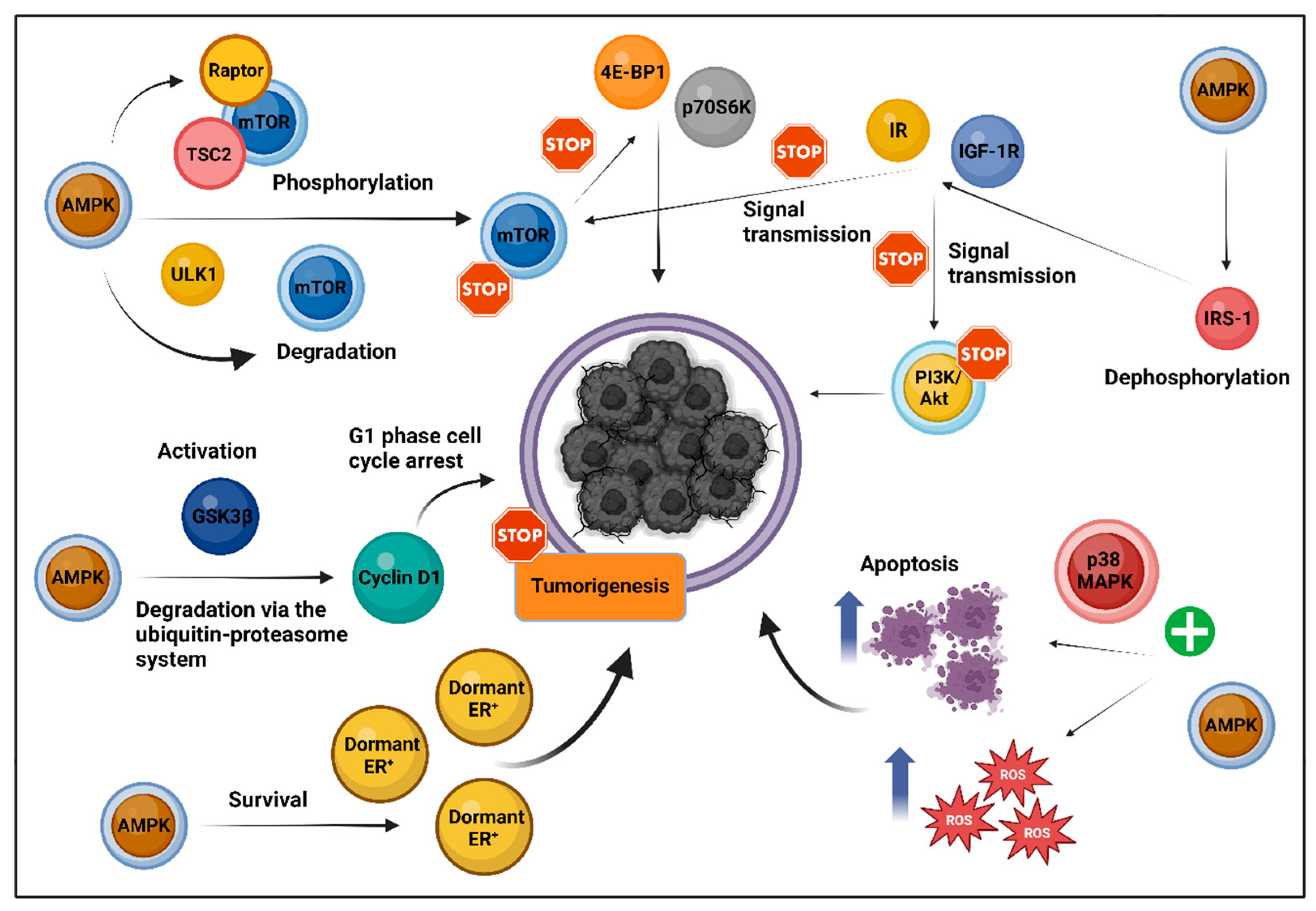 Biomolecules 14 01479 g001