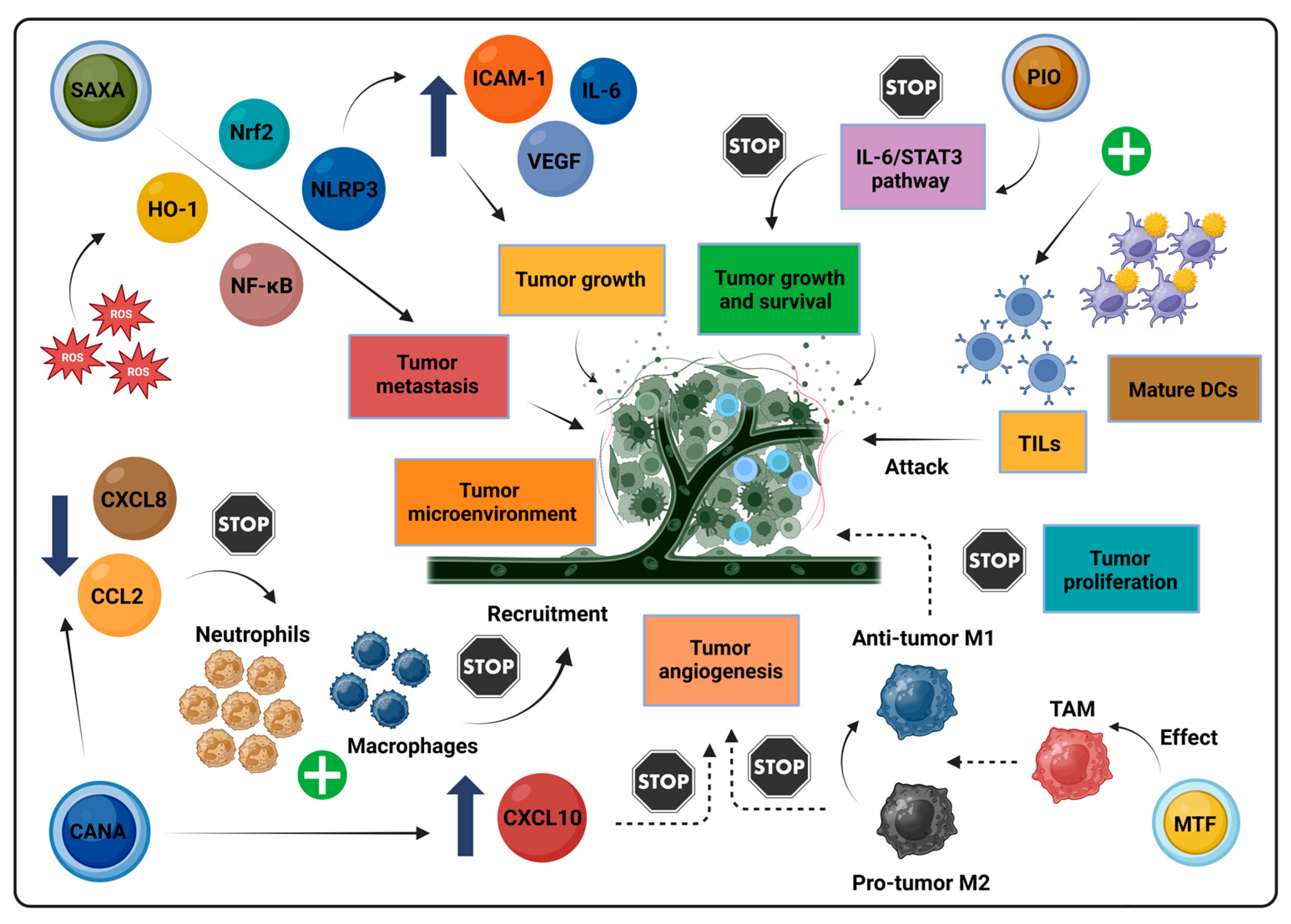 Biomolecules 14 01479 g003
