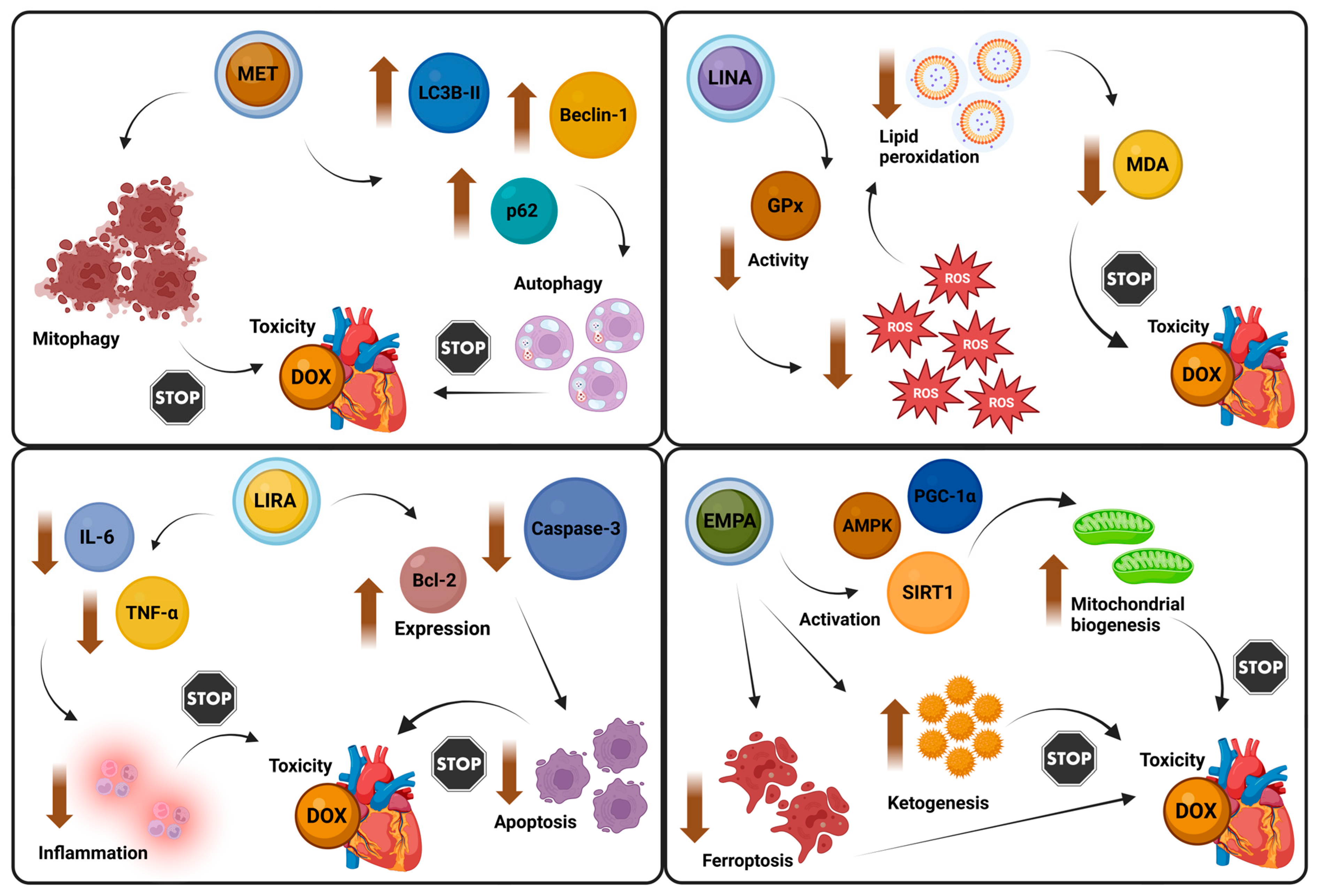 Biomolecules 14 01479 g004