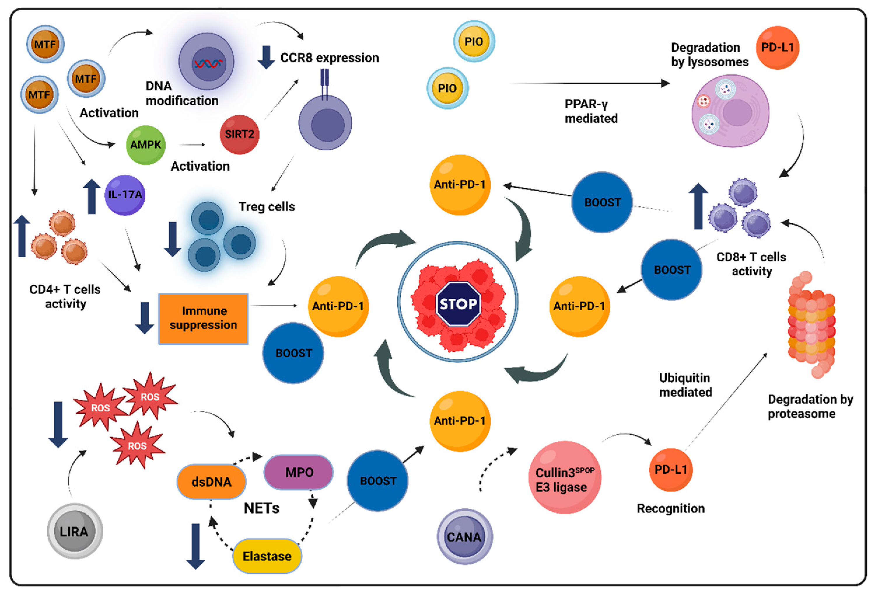 Biomolecules 14 01479 g005