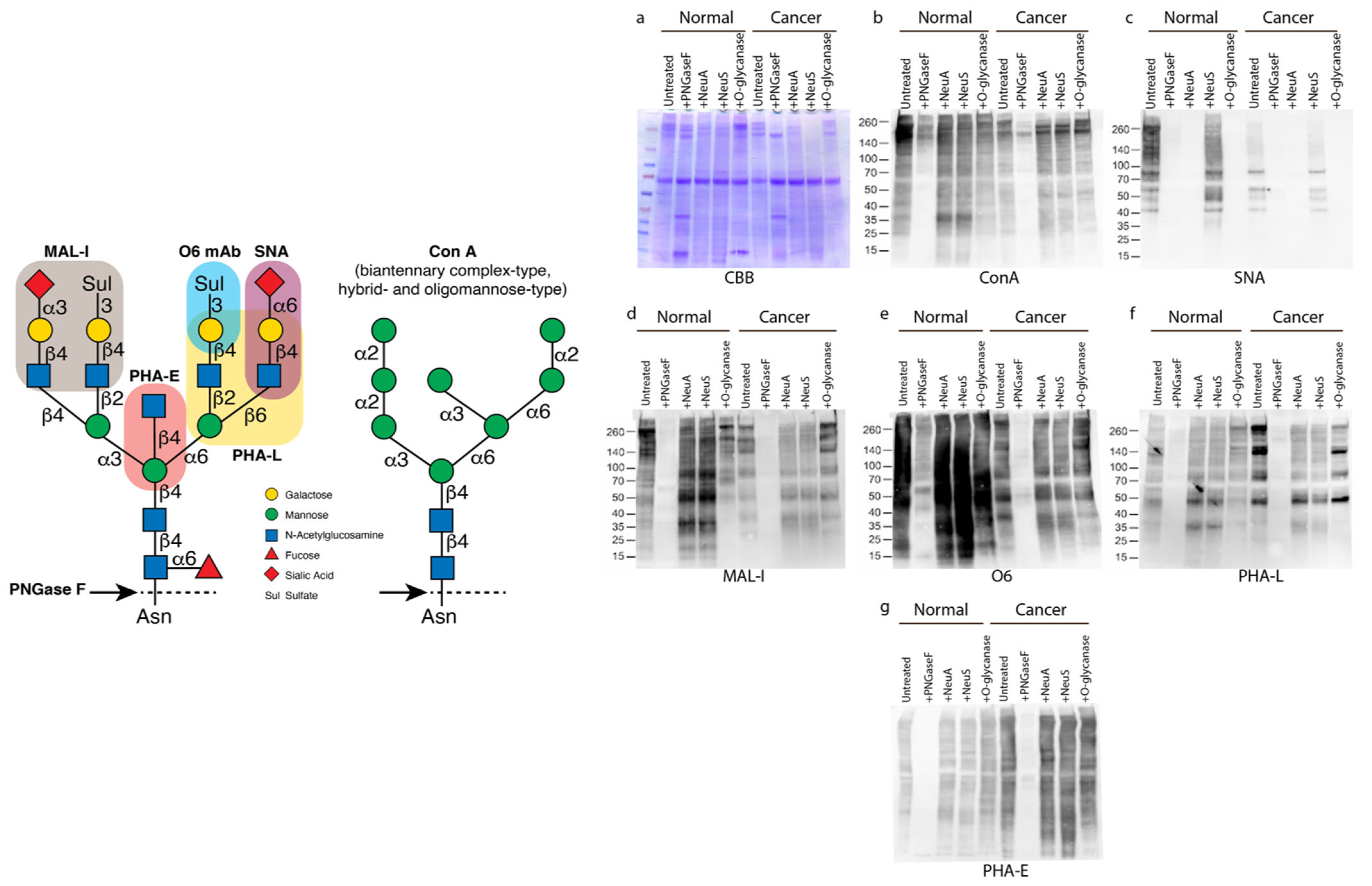 Biomolecules 14 01482 g001