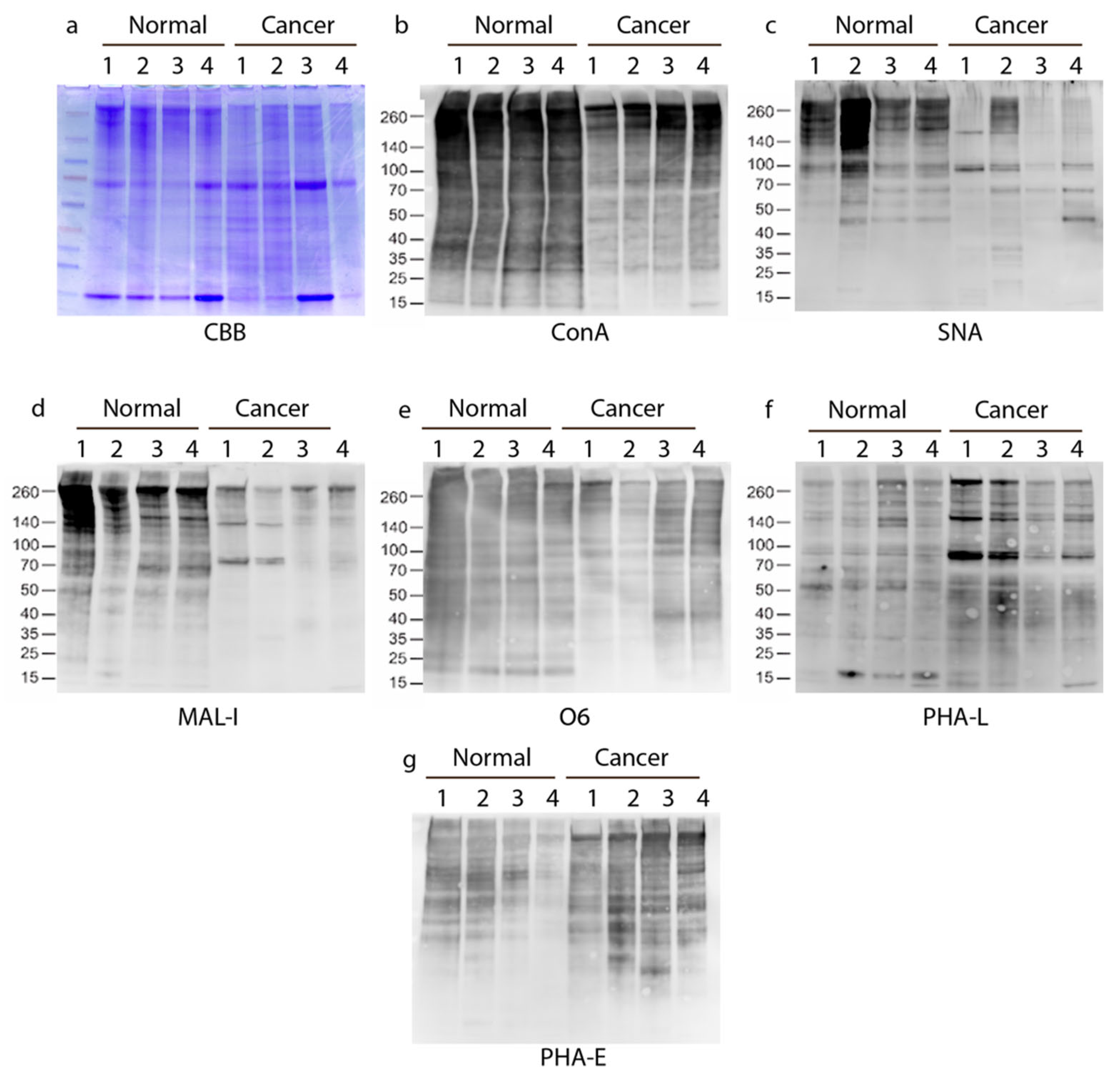 Biomolecules 14 01482 g002