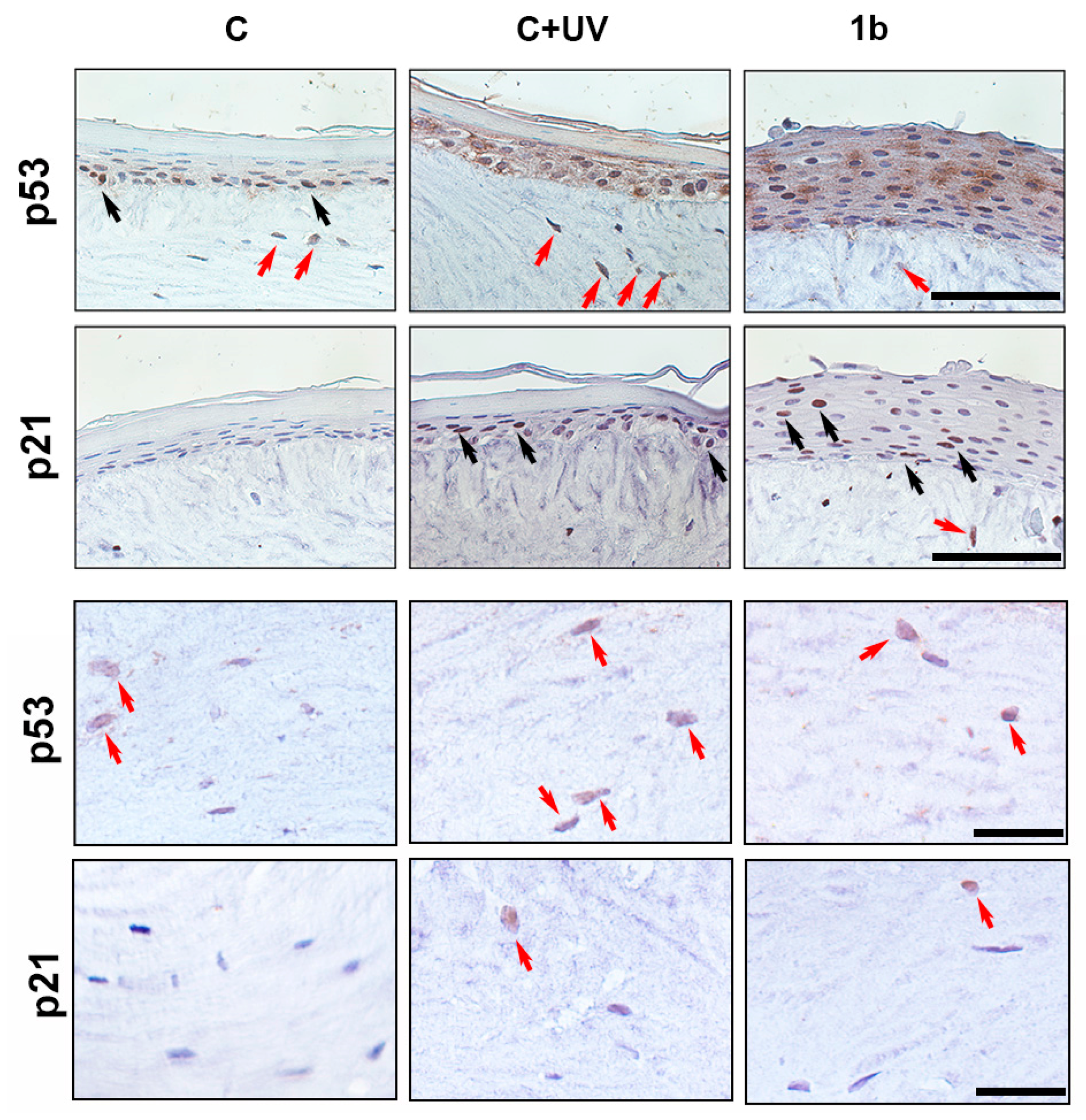 Biomolecules 14 01484 g005 Biomolecules 14 01484 g005