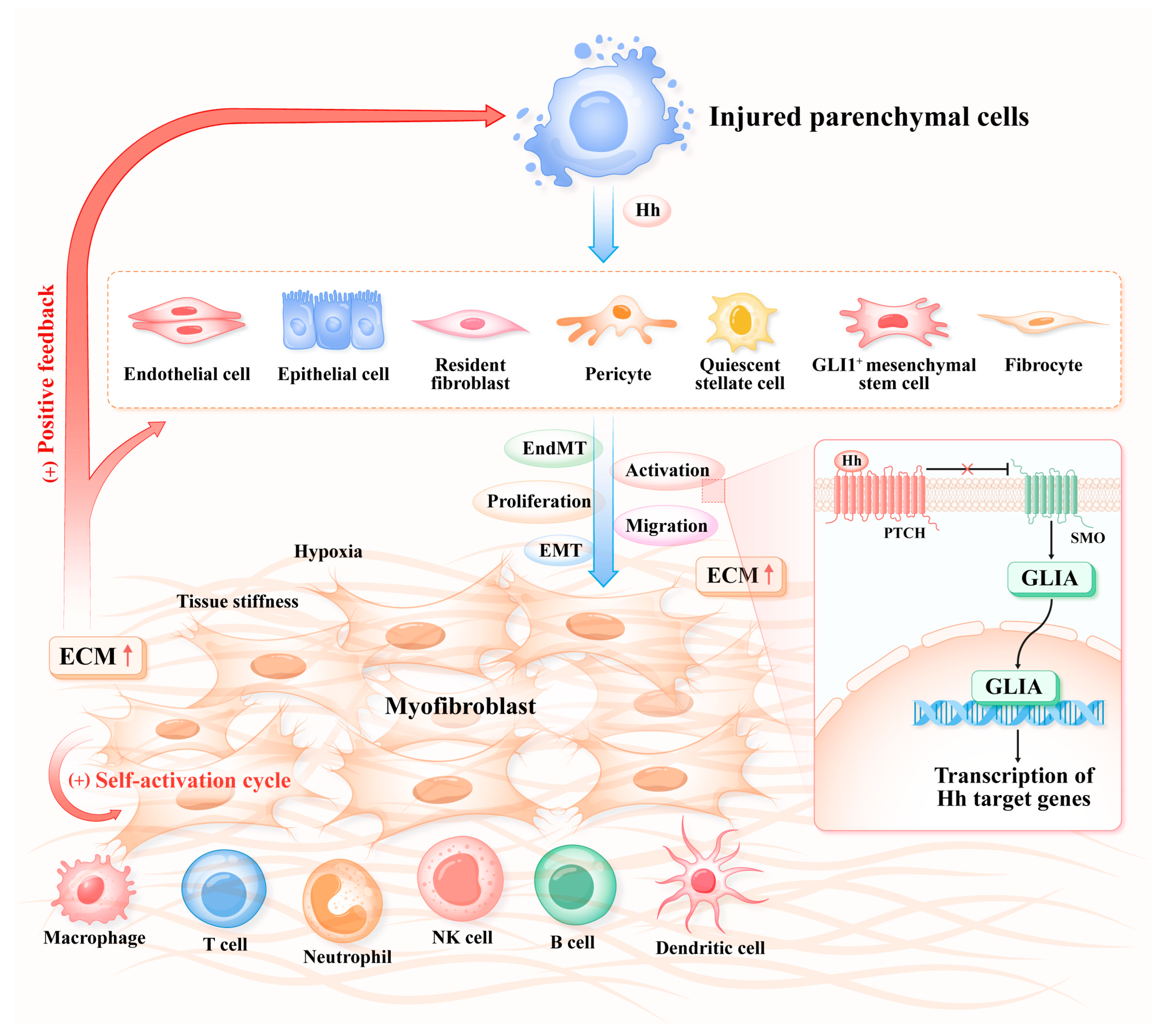 Biomolecules 14 01485 g002 Biomolecules 14 01485 g002