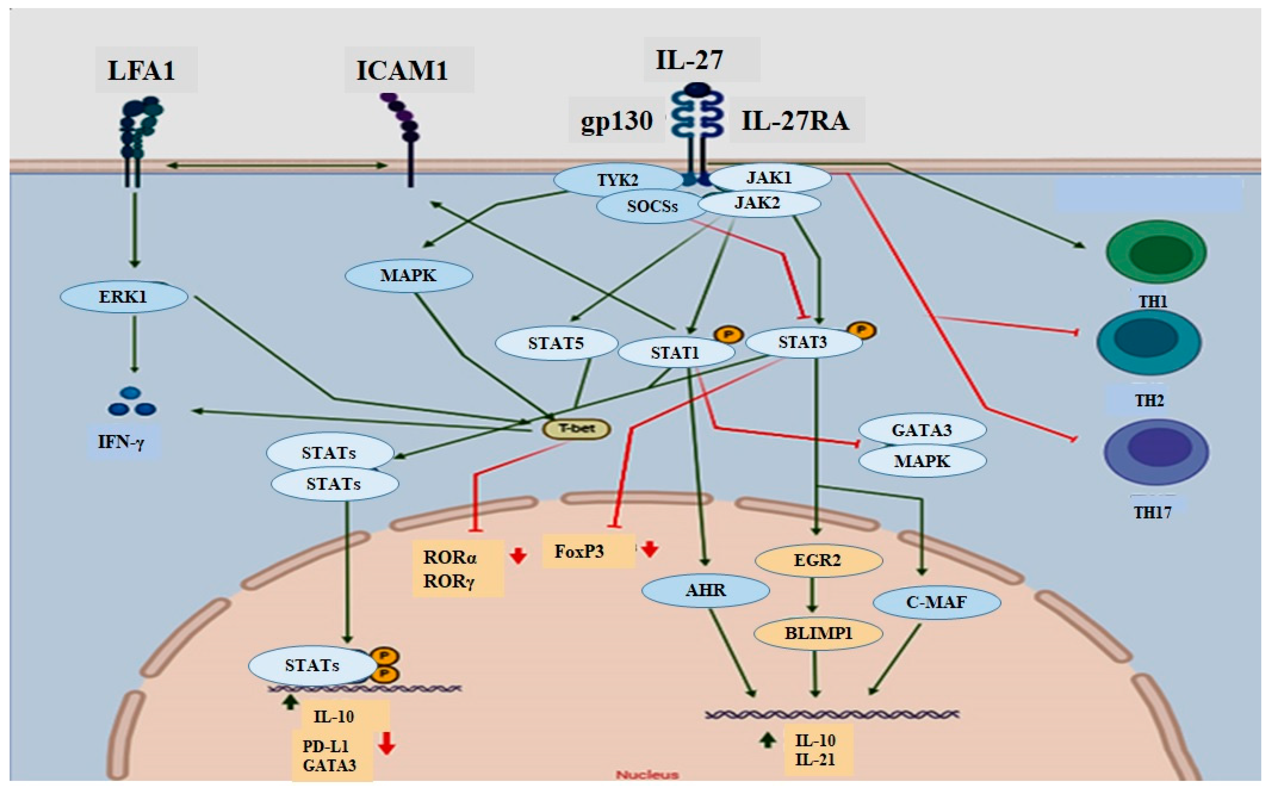 Biomolecules 14 01489 g001
