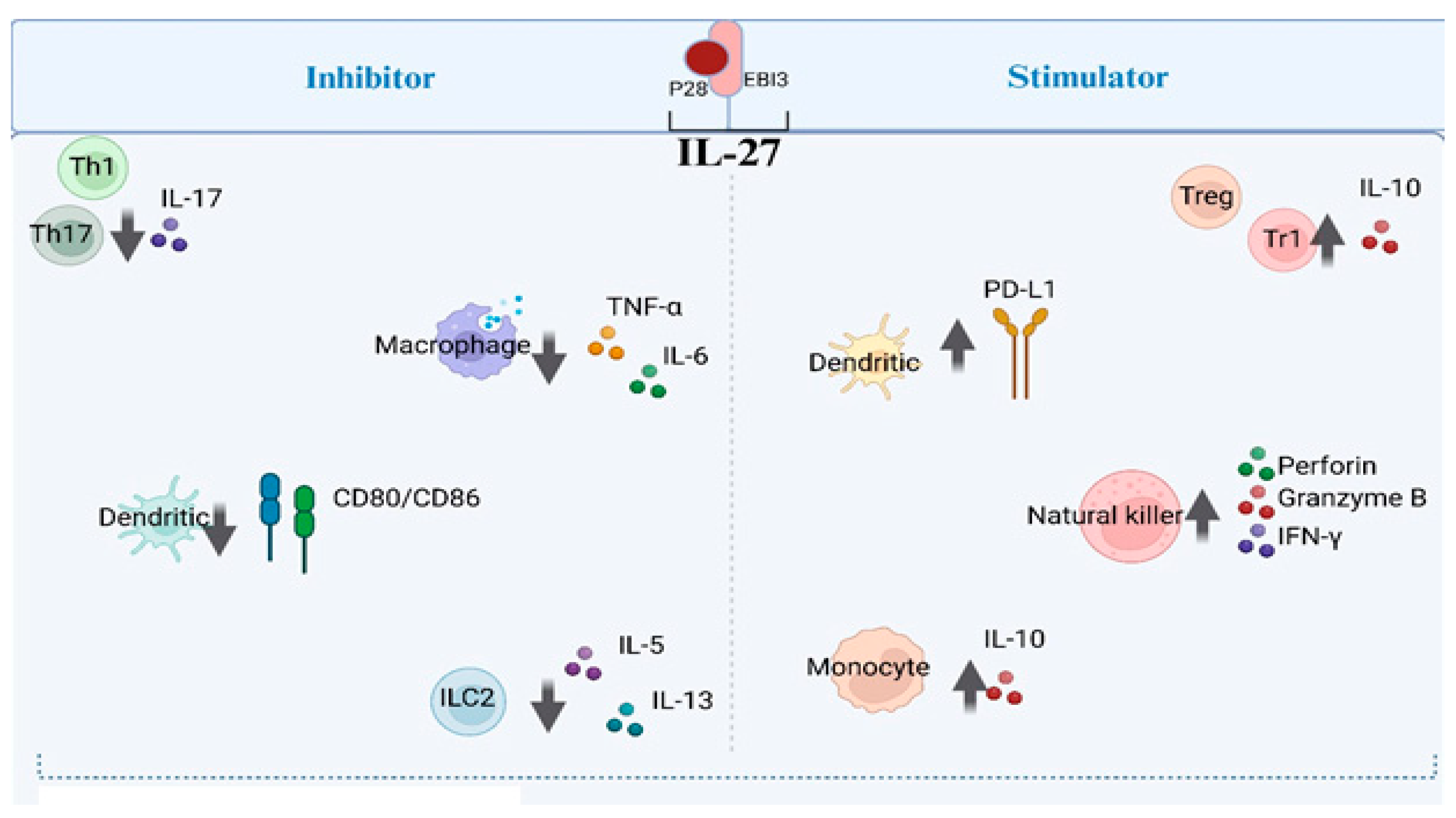 Biomolecules 14 01489 g002
