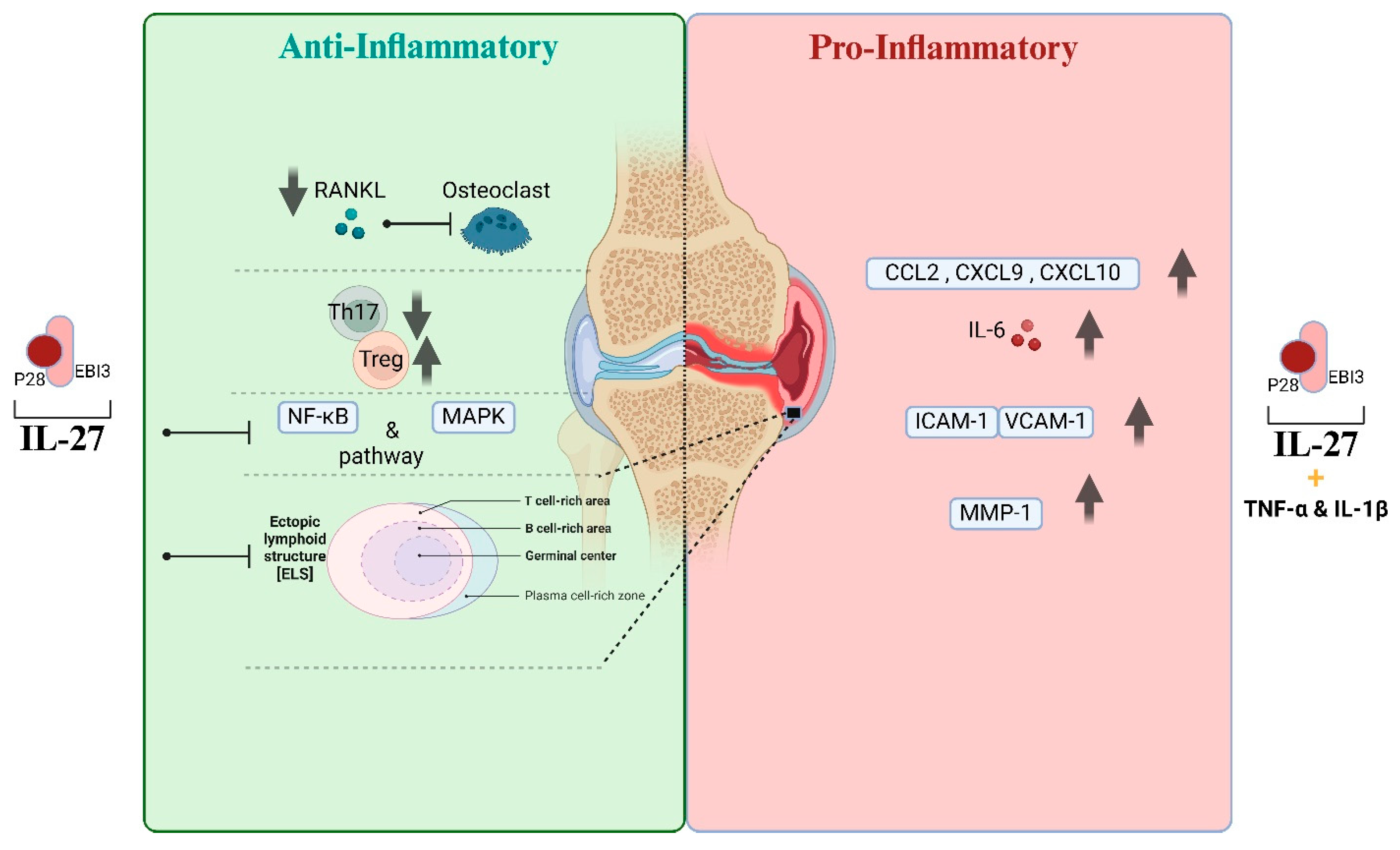 Biomolecules 14 01489 g003