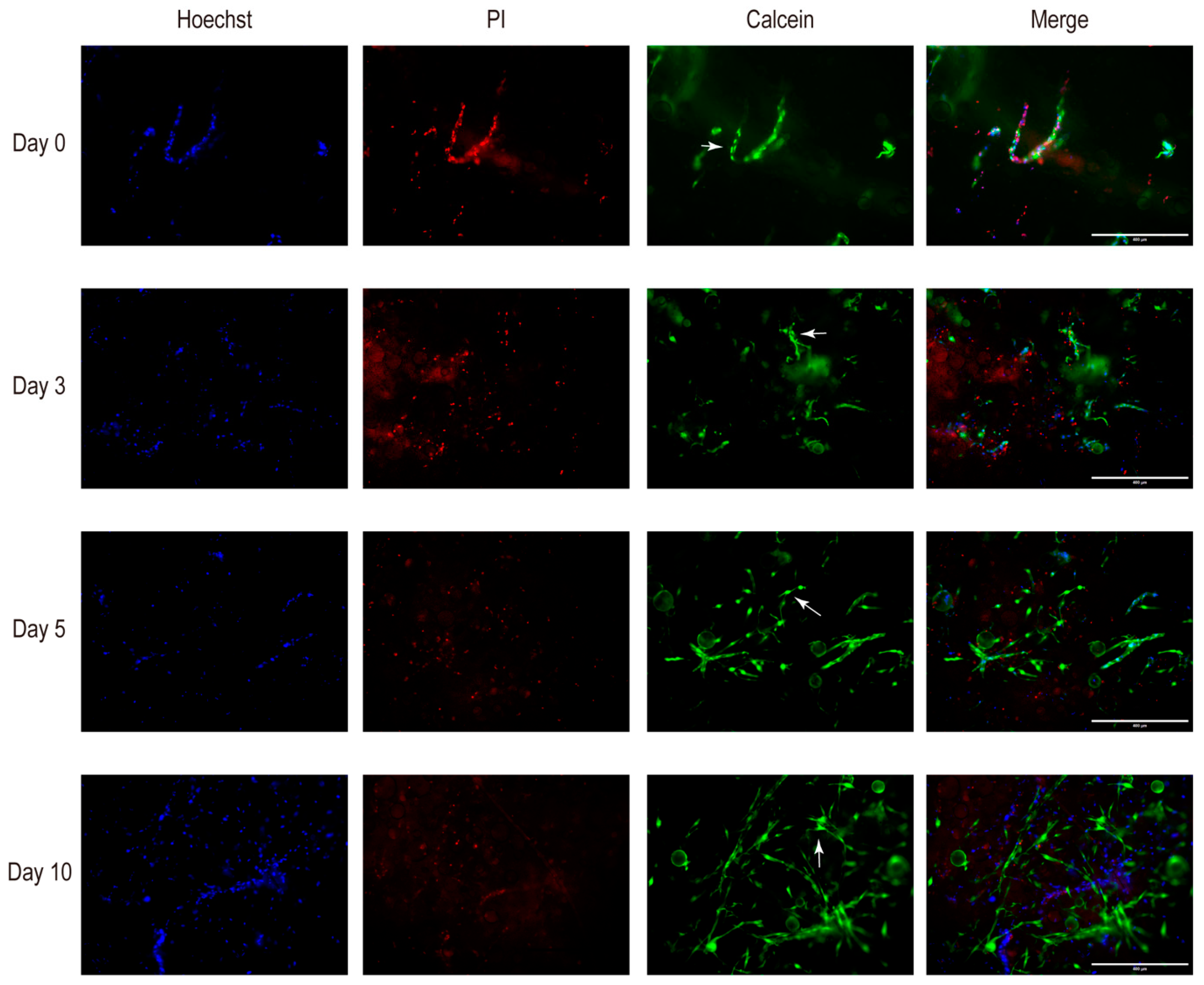Biomolecules 14 01493 g002
