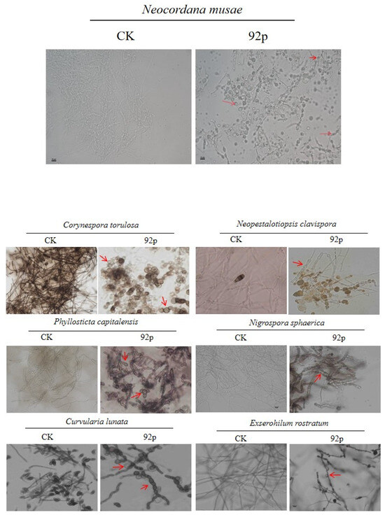 Insight into Antifungal Metabolites from Bacillus stercoris Insight into Antifungal Metabolites from Bacillus stercoris