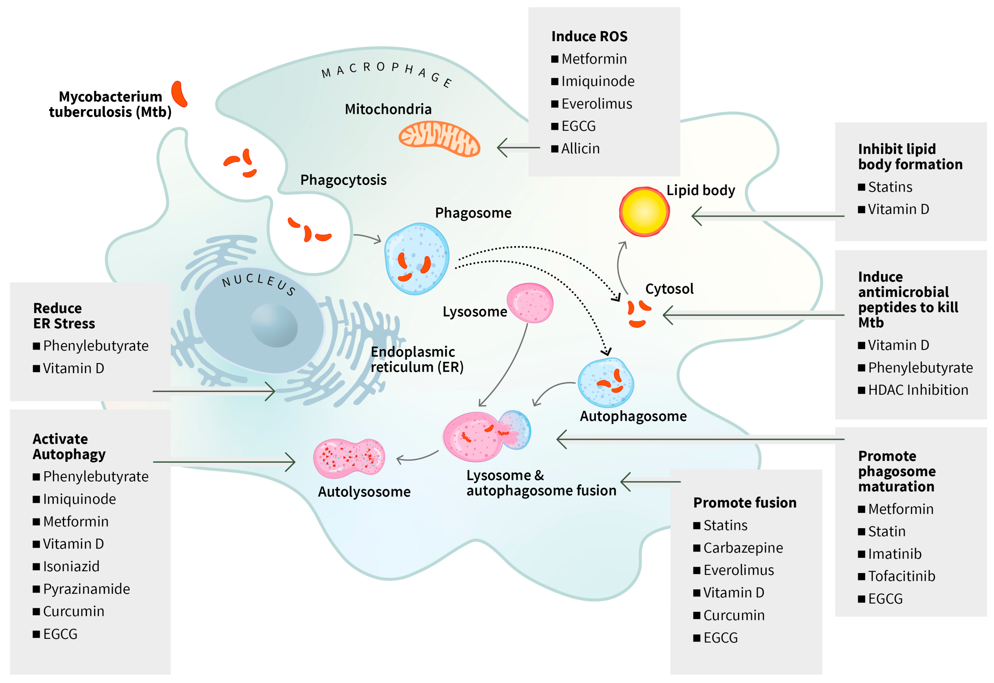 Biomolecules 14 01497 g001