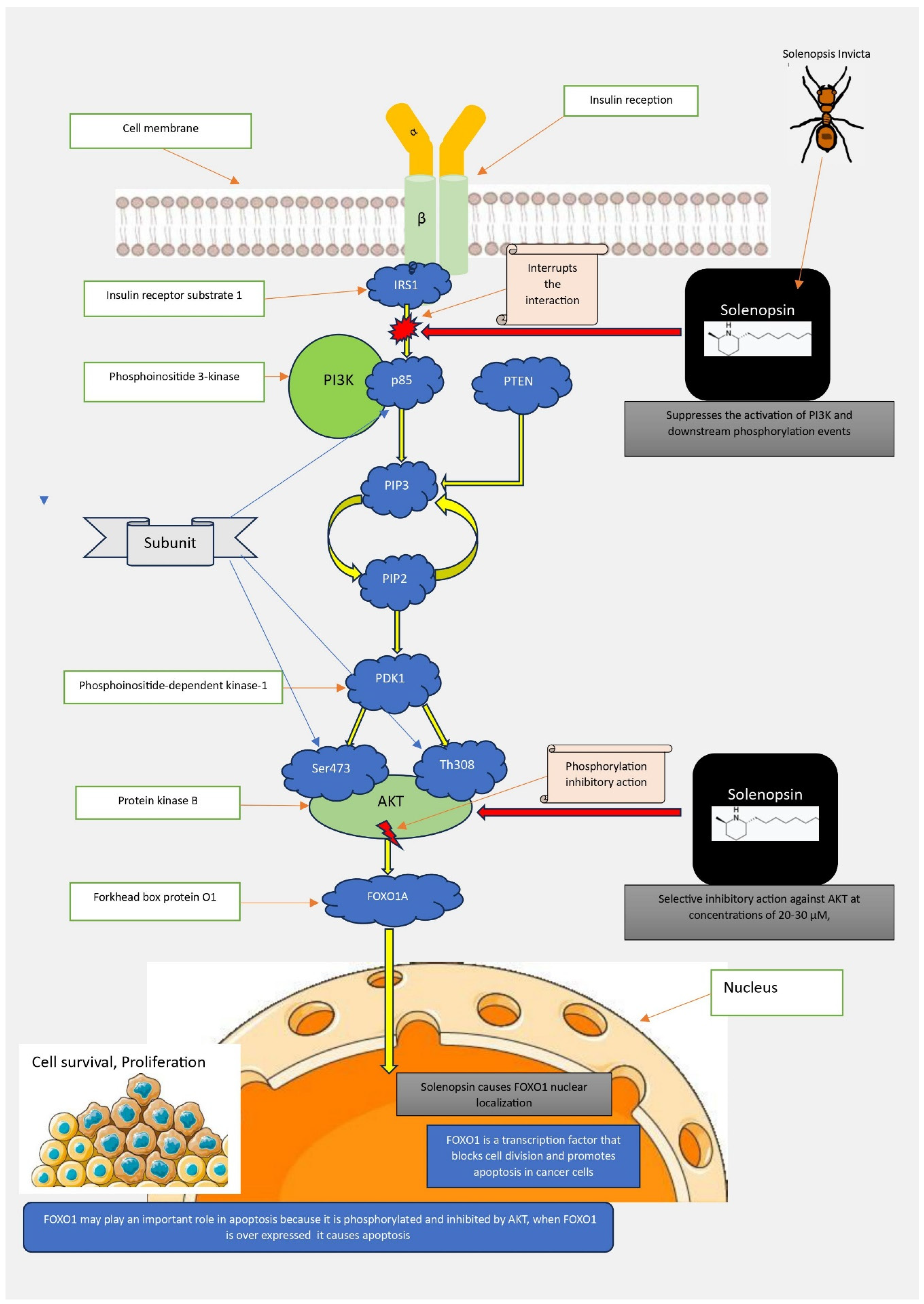 Biomolecules 14 01499 g006