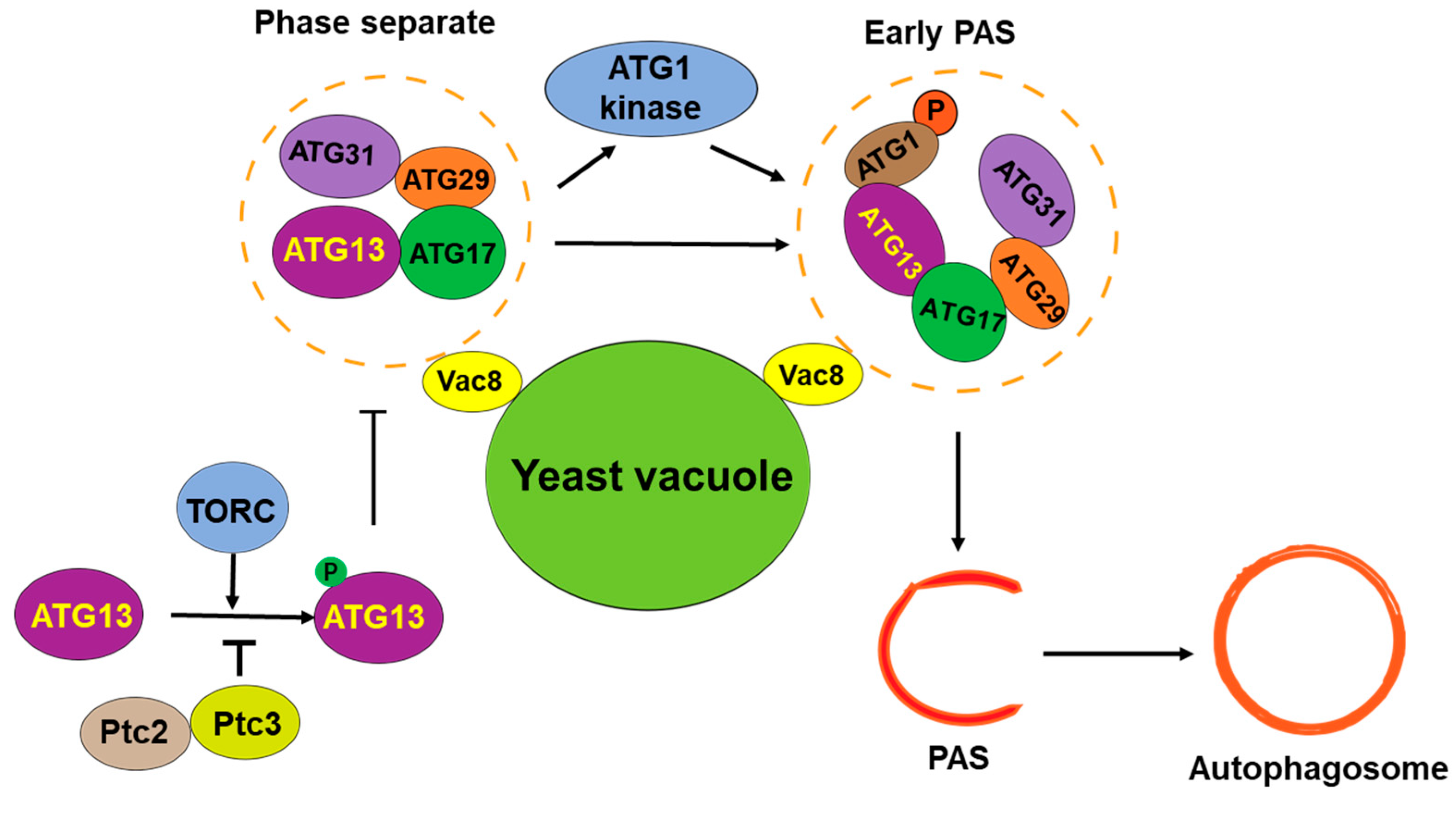 Biomolecules 14 01517 g002 Biomolecules 14 01517 g002