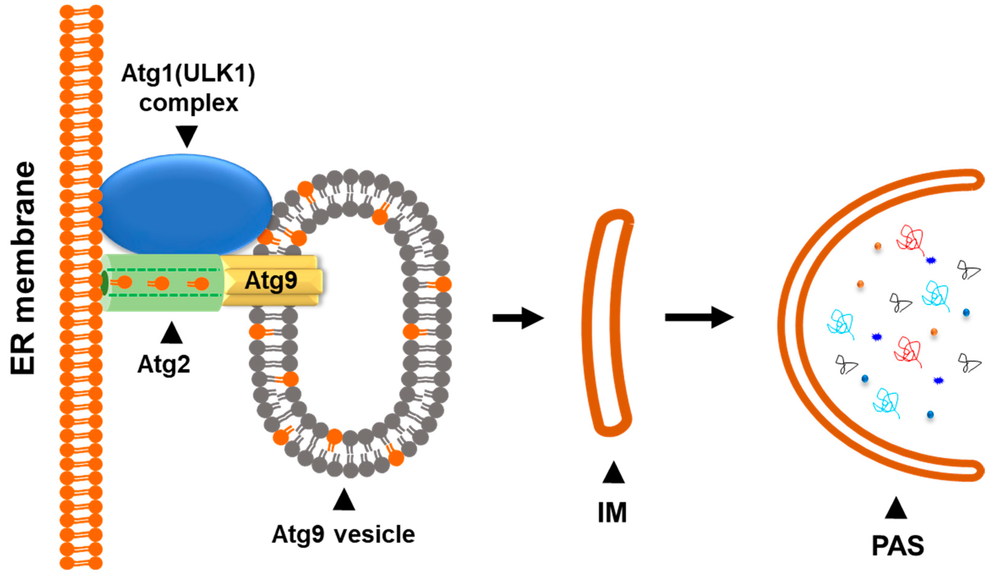 Biomolecules 14 01517 g004 Biomolecules 14 01517 g004
