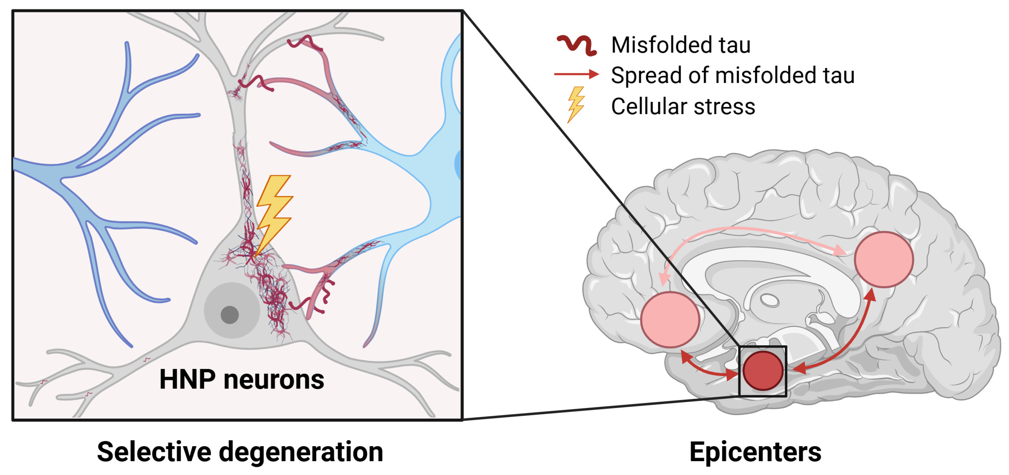 Biomolecules 14 01518 g001 Biomolecules 14 01518 g001