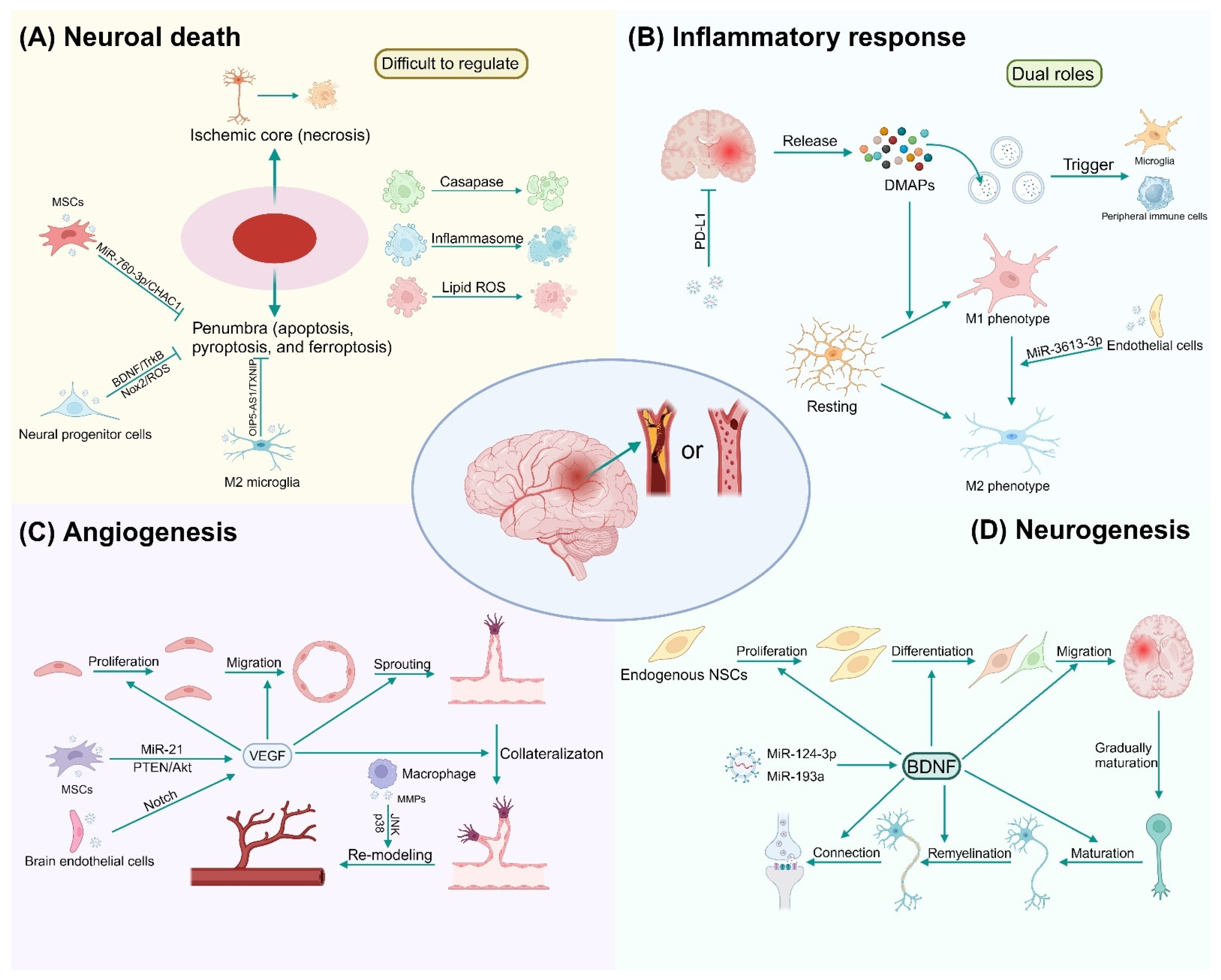 Biomolecules 14 01519 g003
