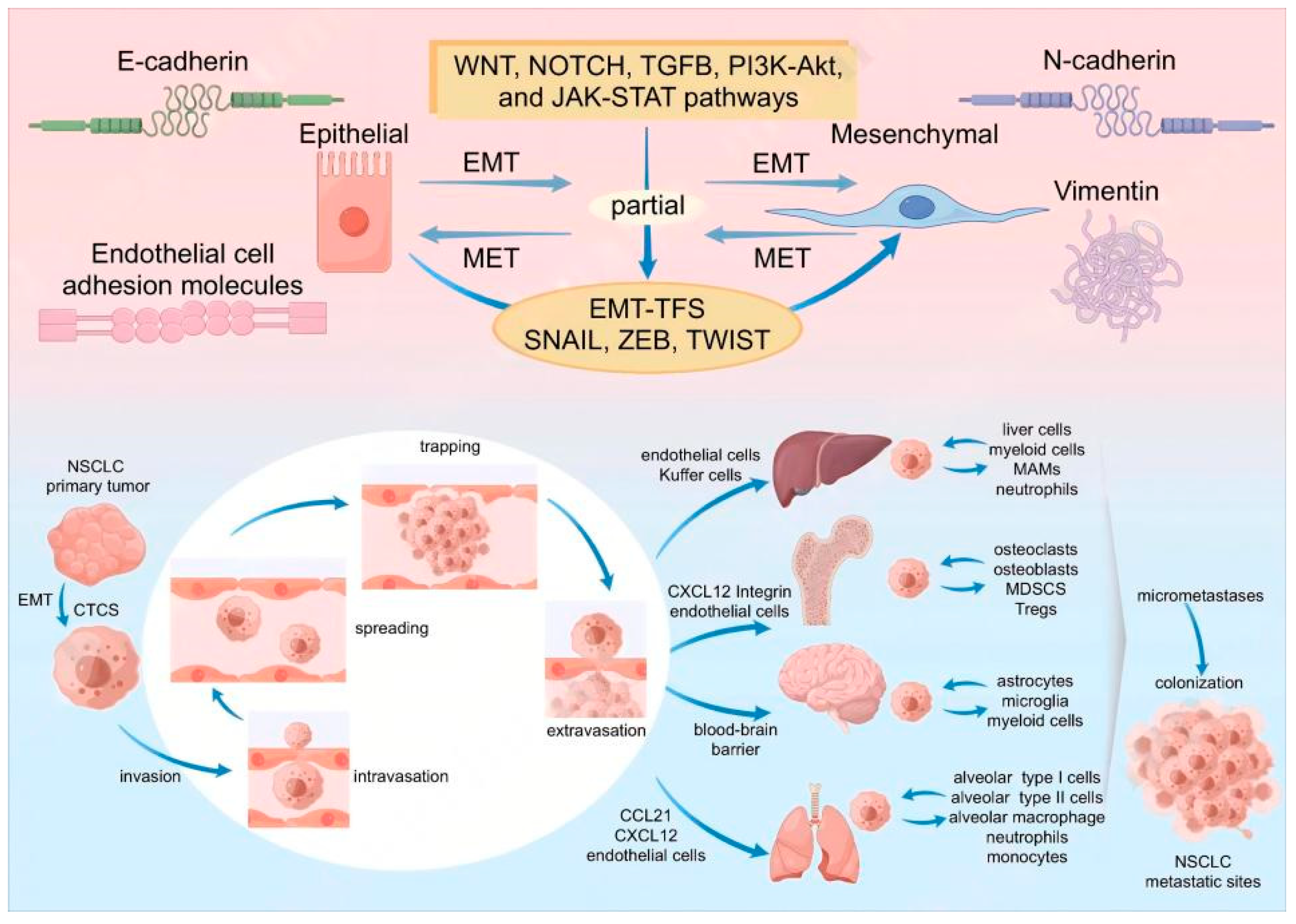 Biomolecules 14 01523 g001
