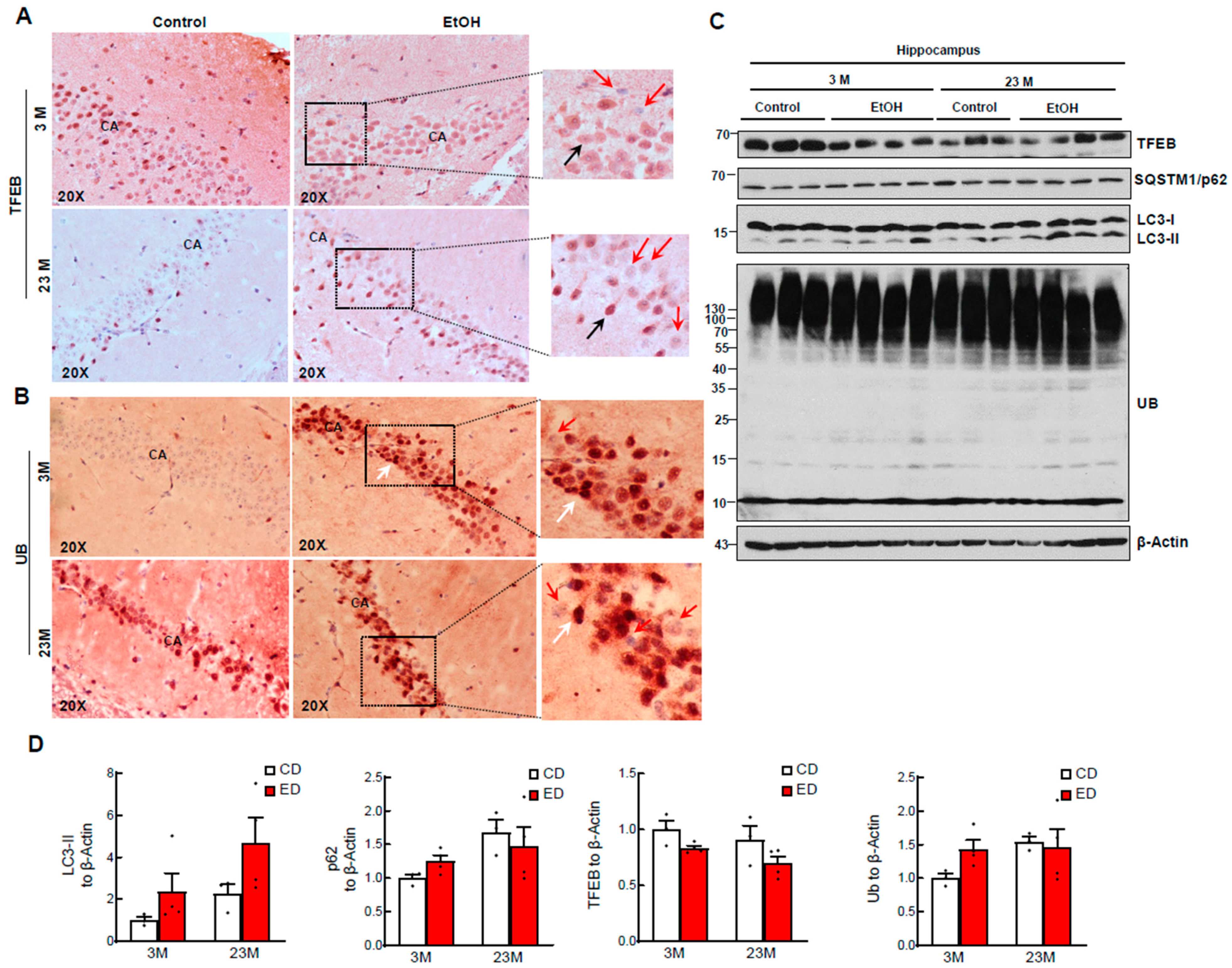 Biomolecules 14 01537 g001