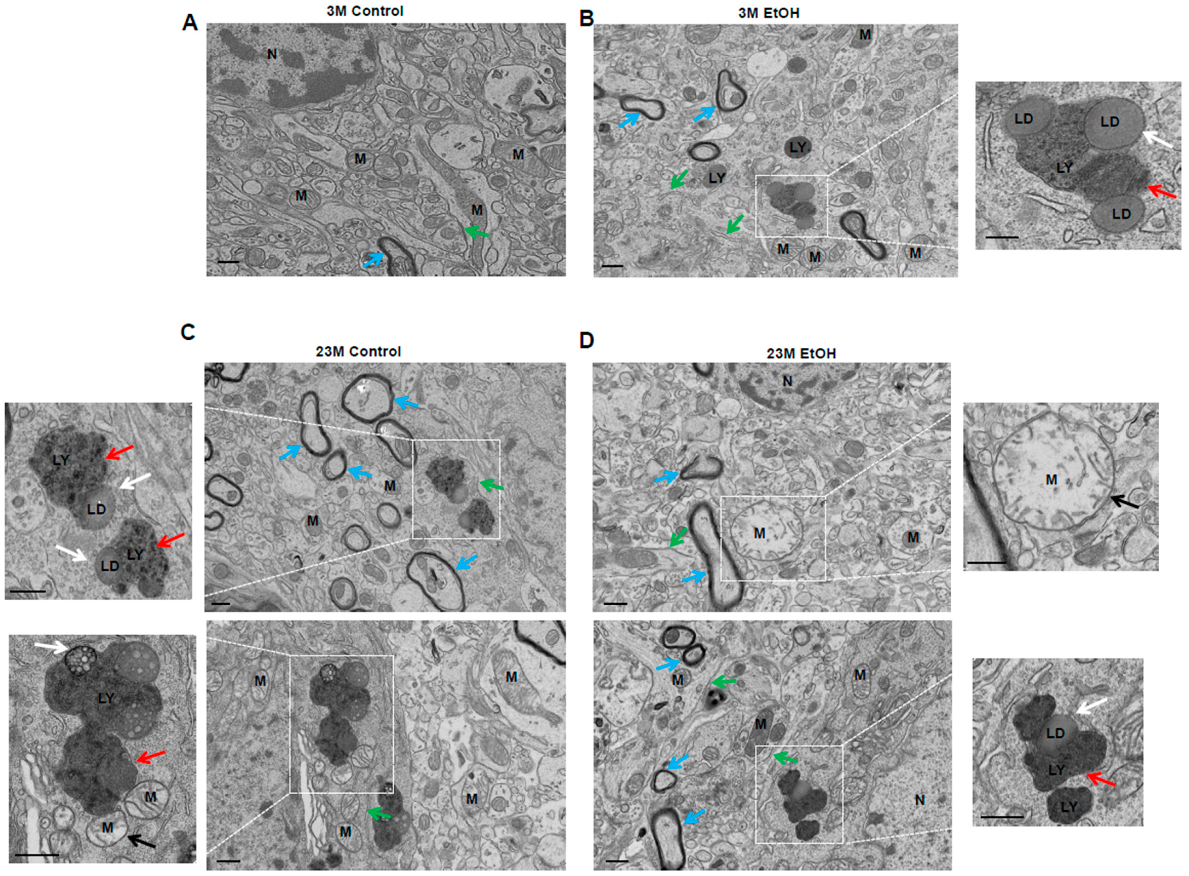 Biomolecules 14 01537 g002