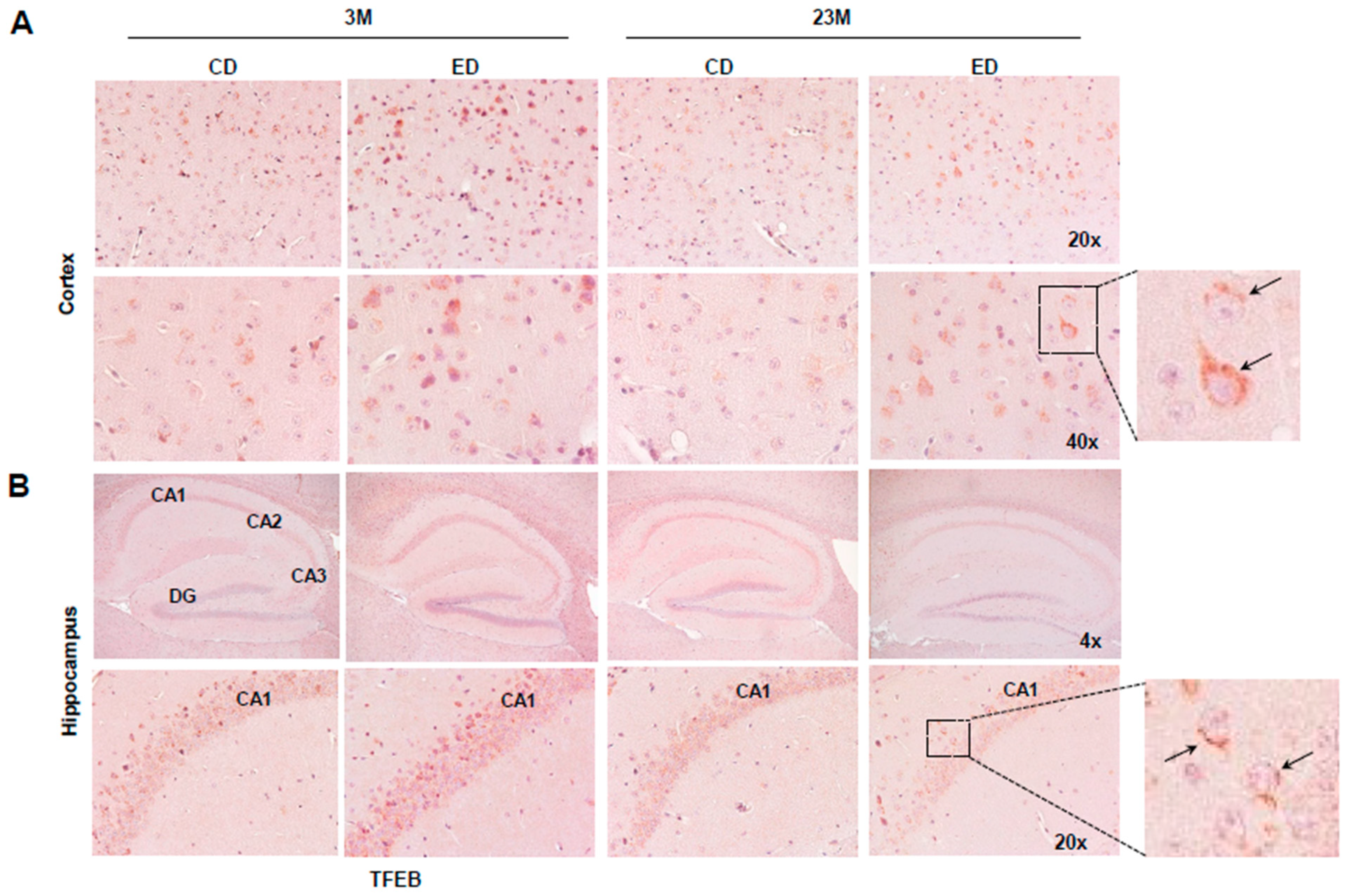 Biomolecules 14 01537 g005