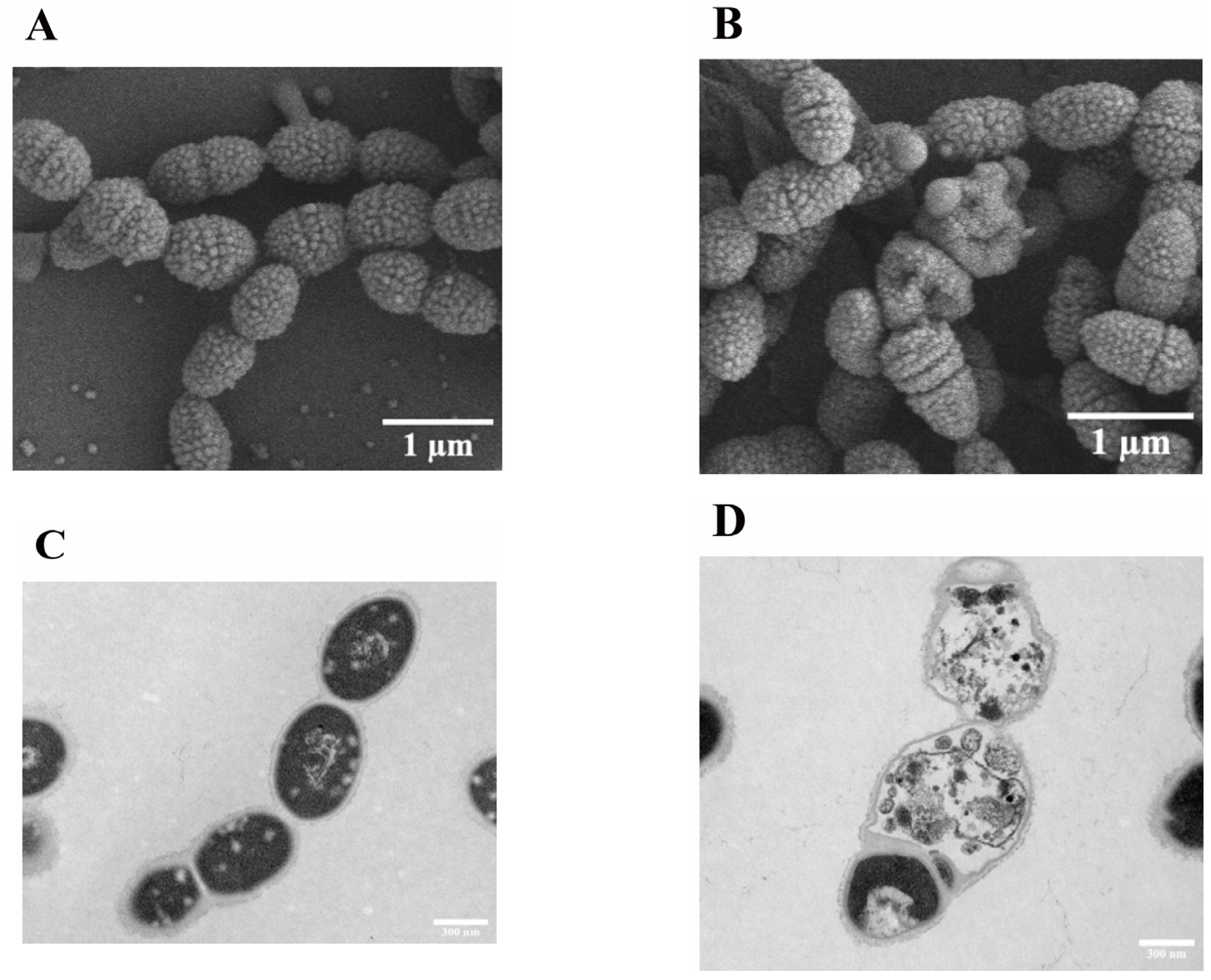 Biomolecules 14 01542 g002