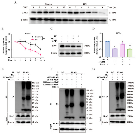 glutathione peroxidase 4 amino acid sequence Neural Precursor Cell-Expressed Developmentally Downregulated Protein (NEDD4)-Mediated Ubiquitination of 4 (GPX4): A Key Pathway in High-Glucose-Induced Ferroptosis in Corpus Cavernosum Smooth Muscle Cells acne treatment