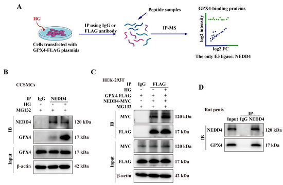 glutathione peroxidase inhibitor endothelial cell Impact of carbonylation on peroxidase-1 activity in human hyperglycemic cells glutathione peroxidase inhibitor endothelial cell