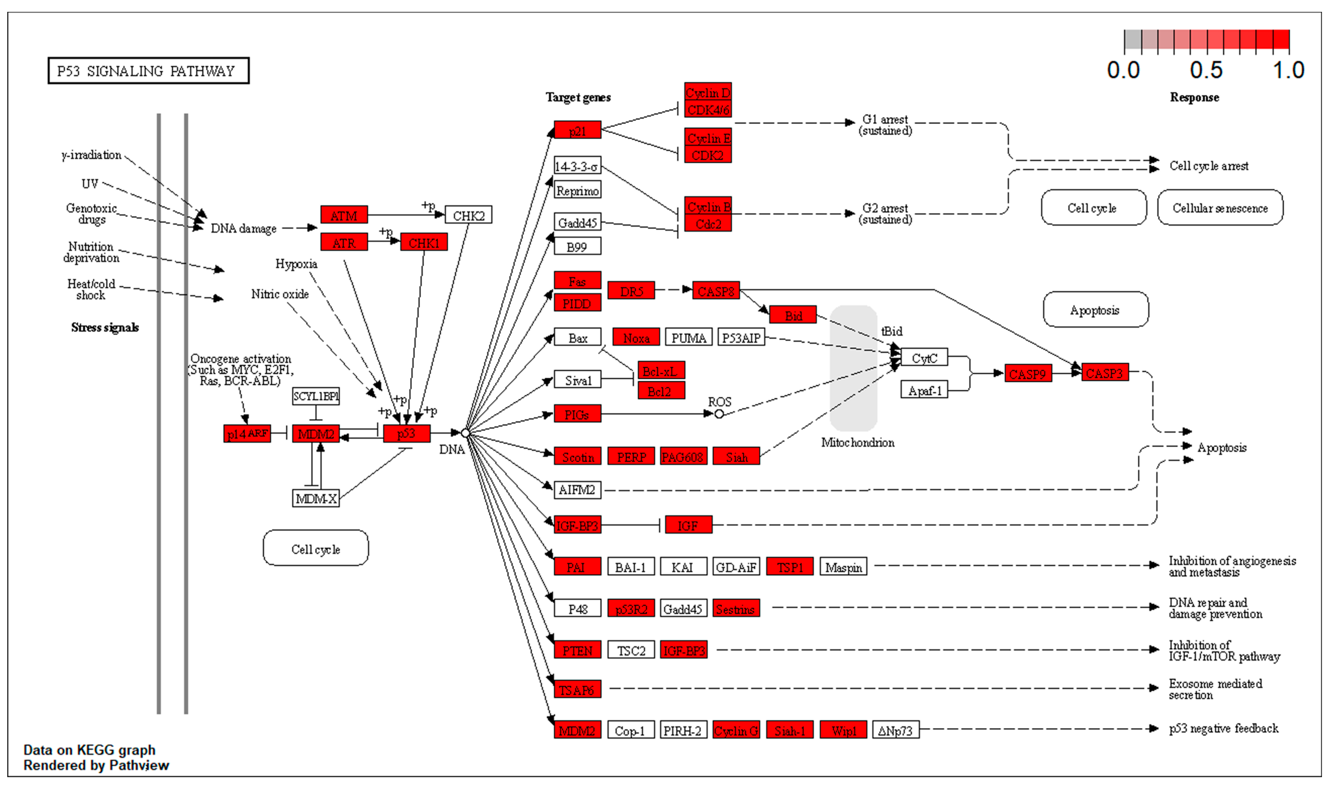 Biomolecules 14 01554 g005 Biomolecules 14 01554 g005