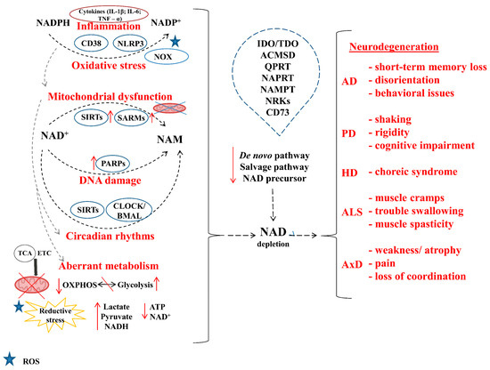 Pathobiochemistry of Aging and Neurodegeneration