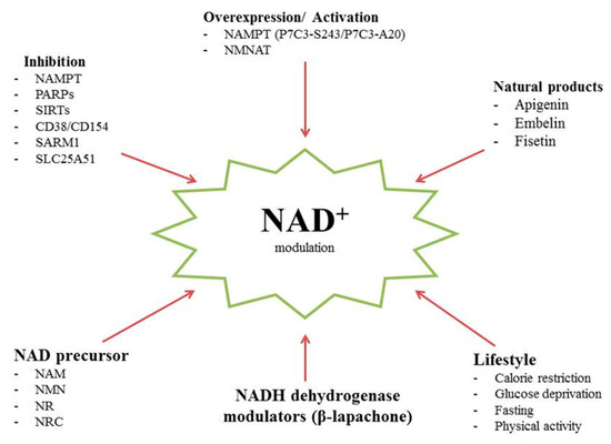 Pathobiochemistry of Aging and Neurodegeneration