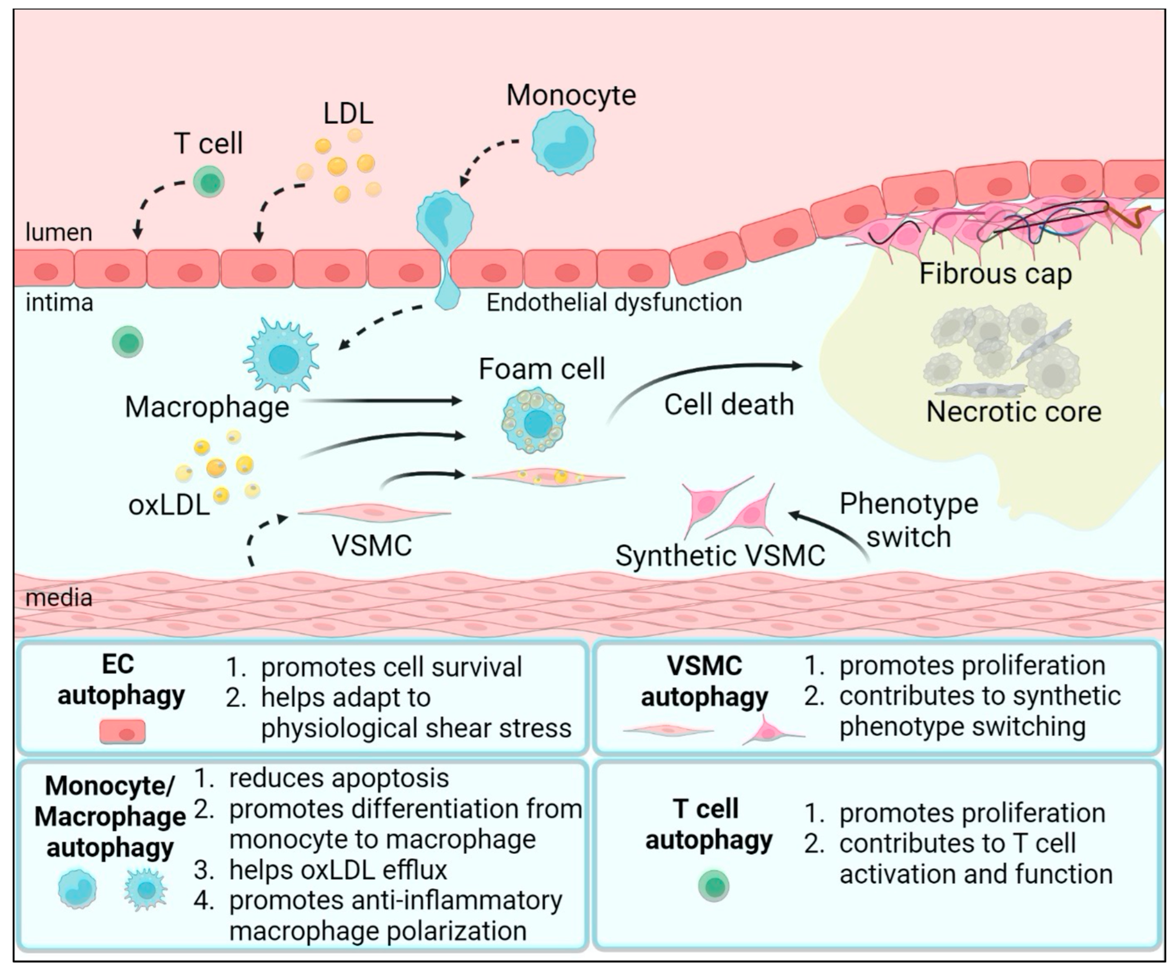 Biomolecules 14 01557 g001
