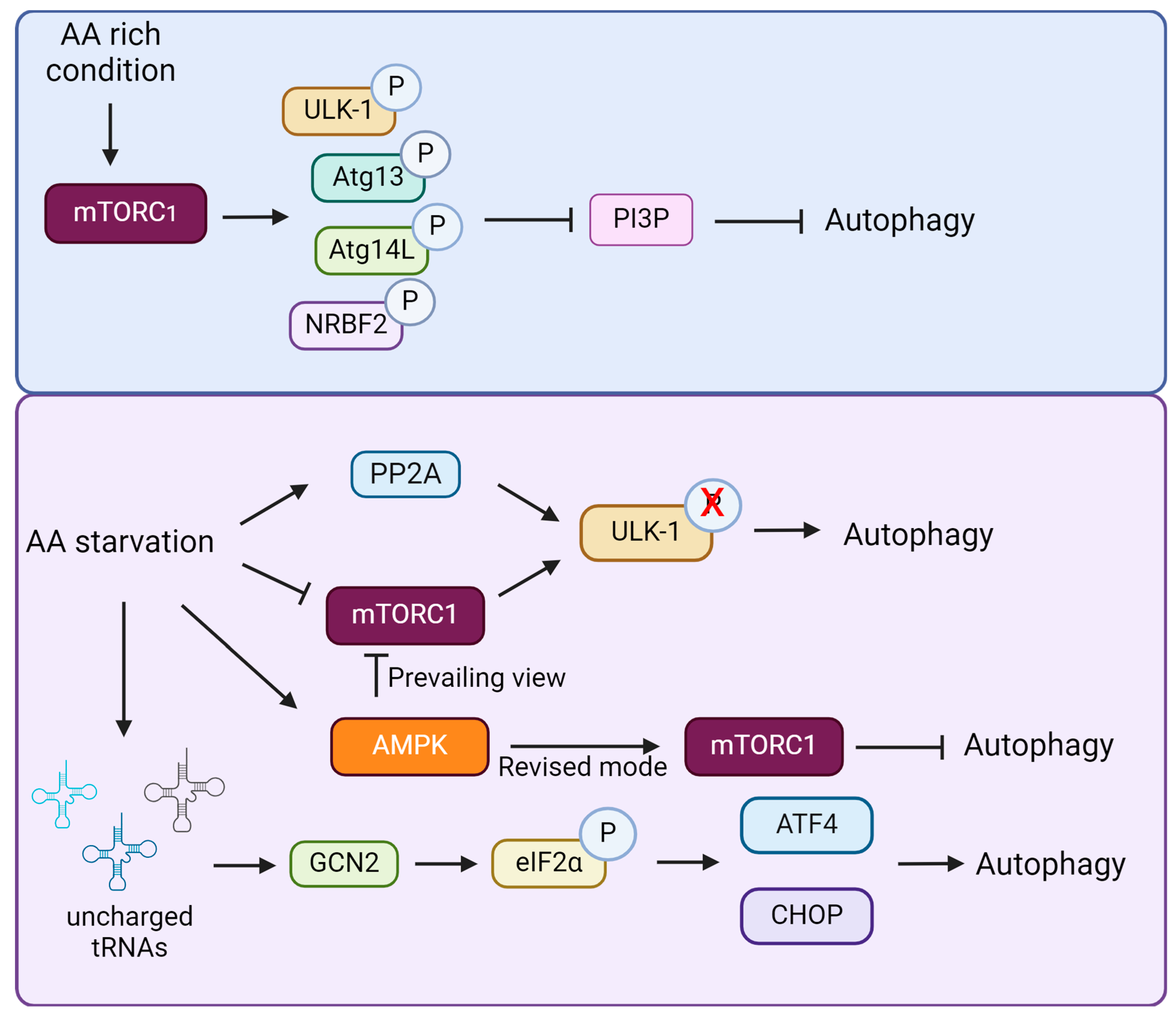 Biomolecules 14 01557 g002
