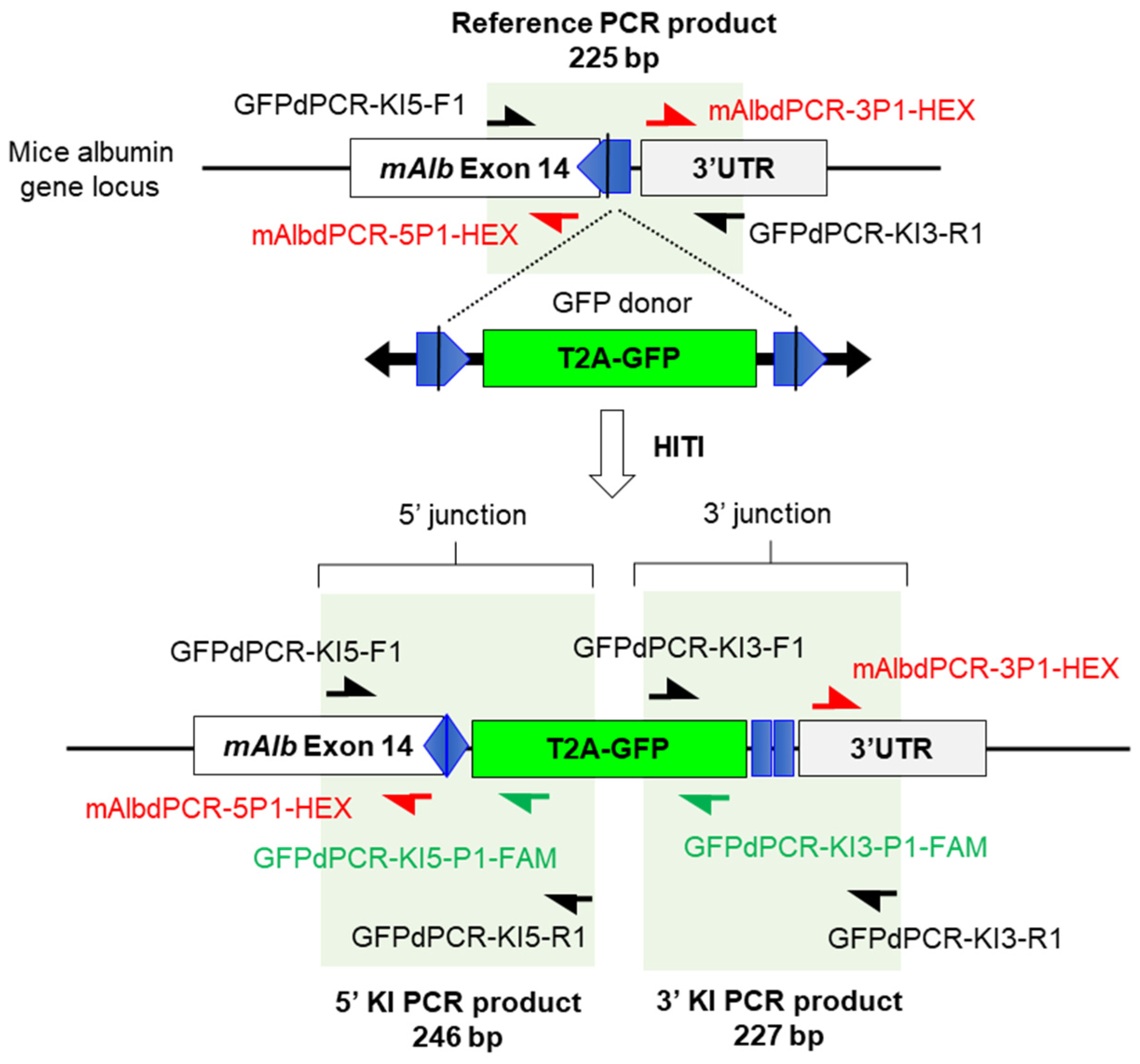 Biomolecules 14 01558 g0a3