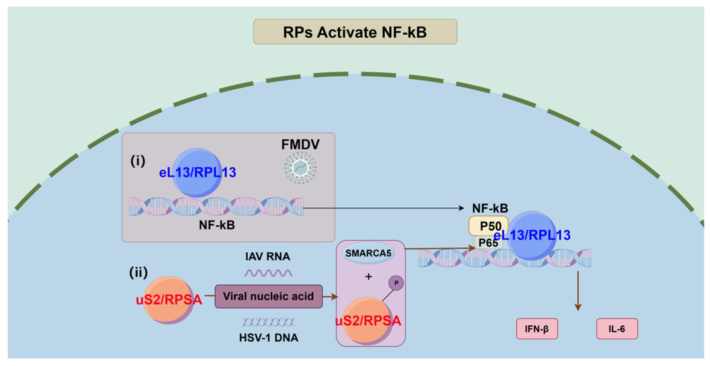 Biomolecules 14 01565 g001 Biomolecules 14 01565 g001