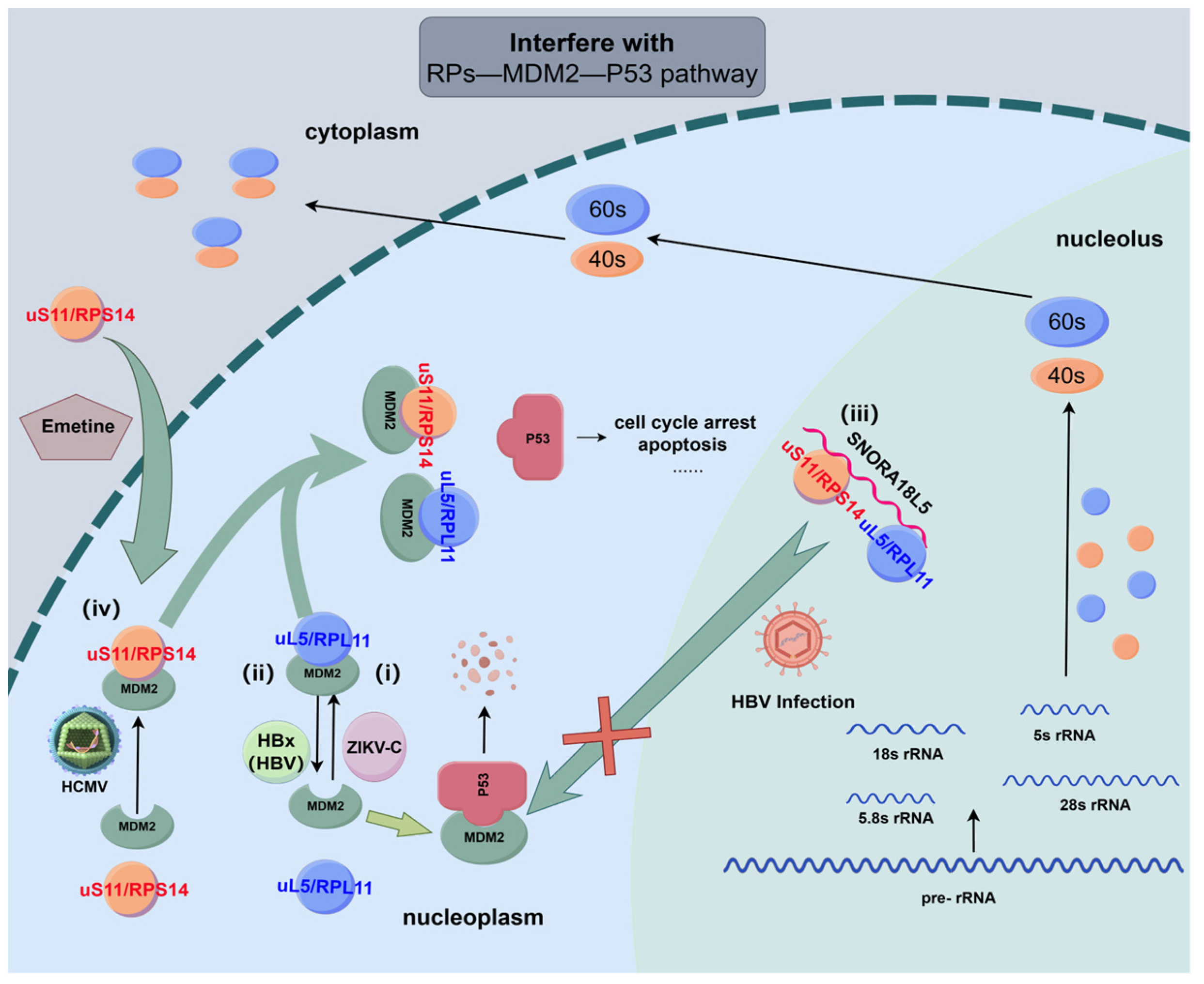 Biomolecules 14 01565 g003 Biomolecules 14 01565 g003