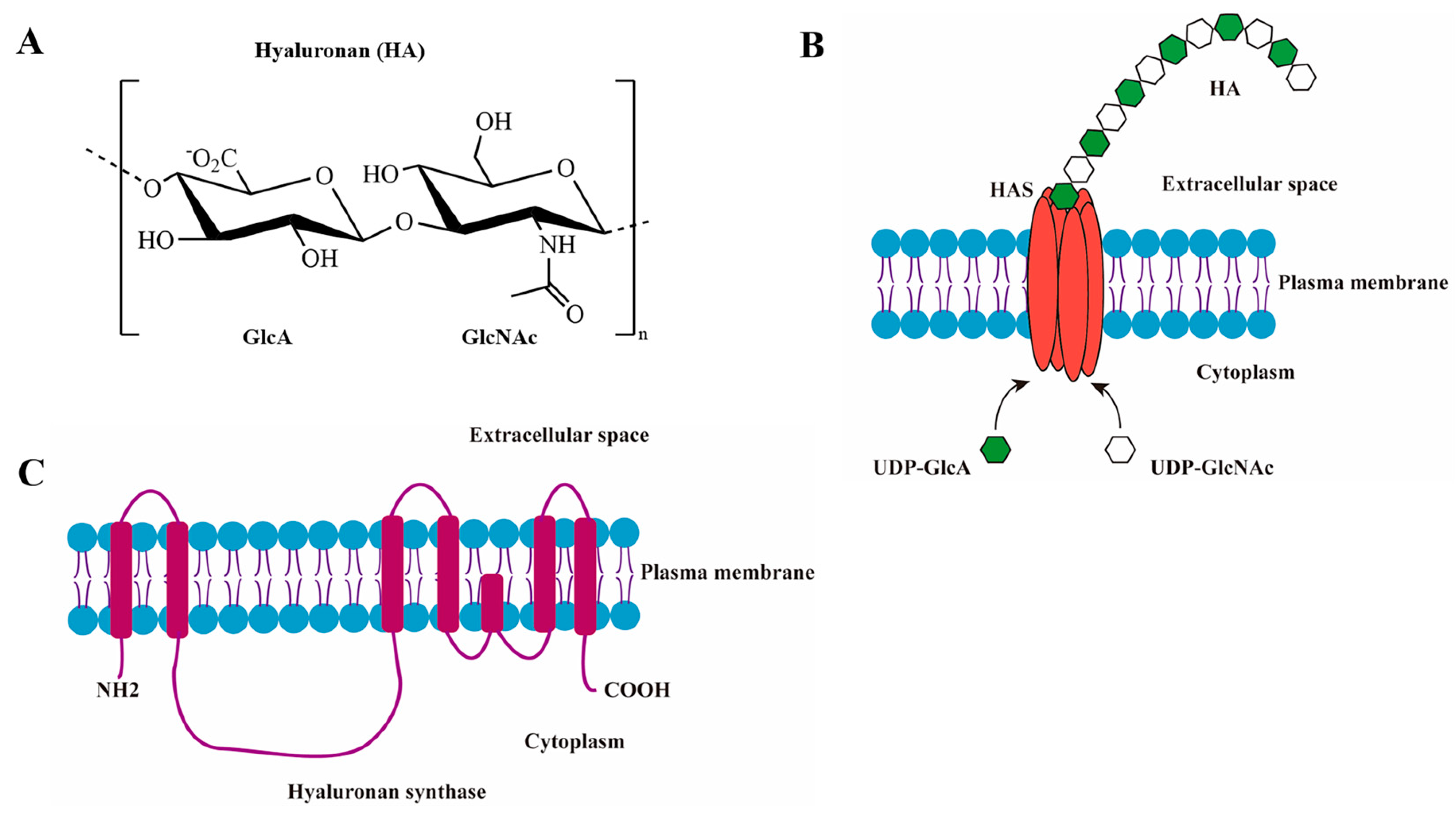 Biomolecules 14 01567 g001