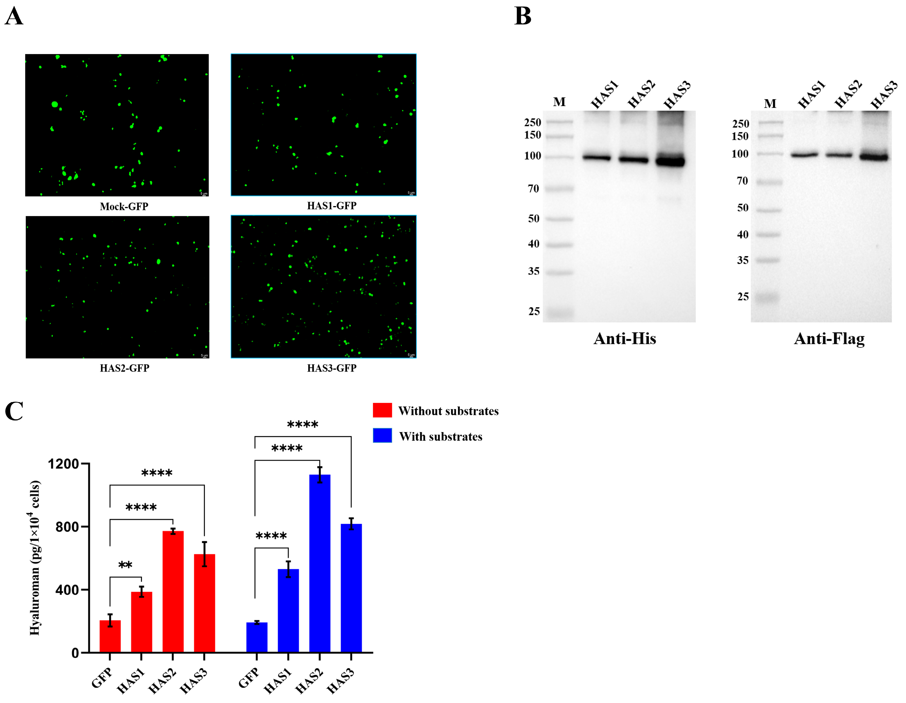 Biomolecules 14 01567 g007