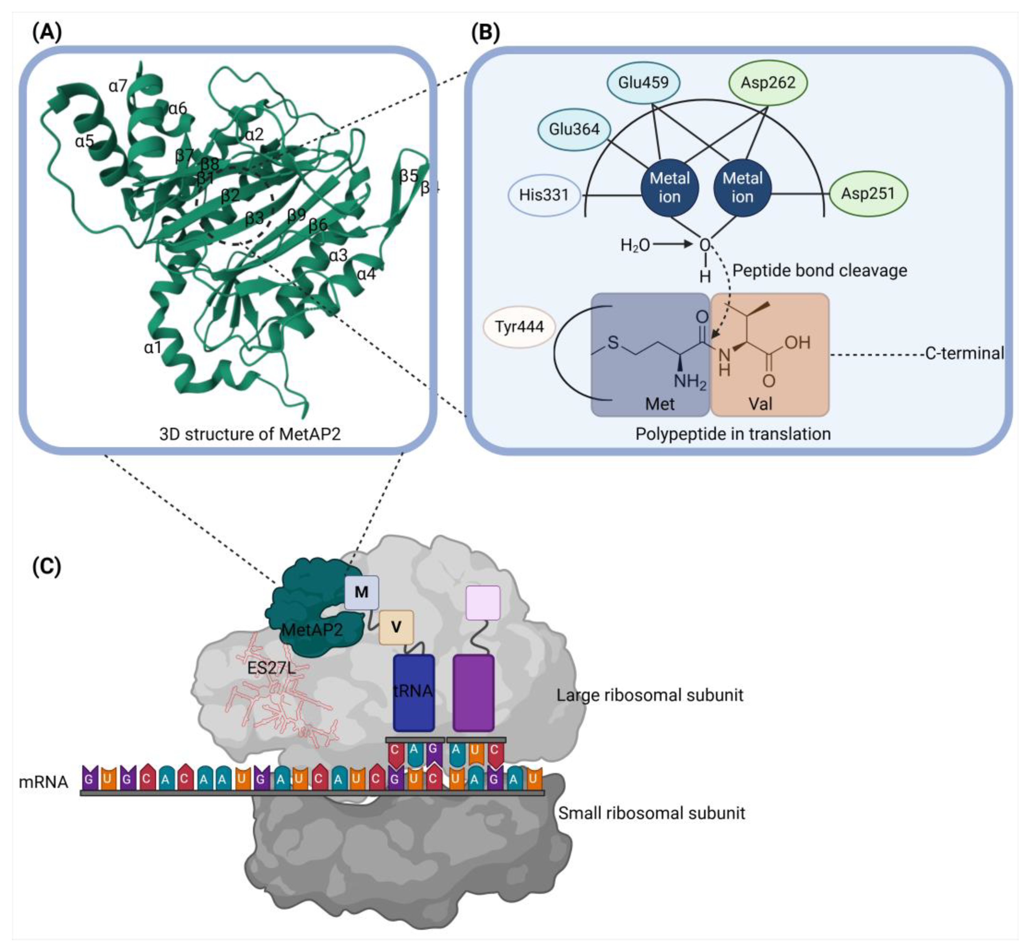 Biomolecules 14 01572 g001