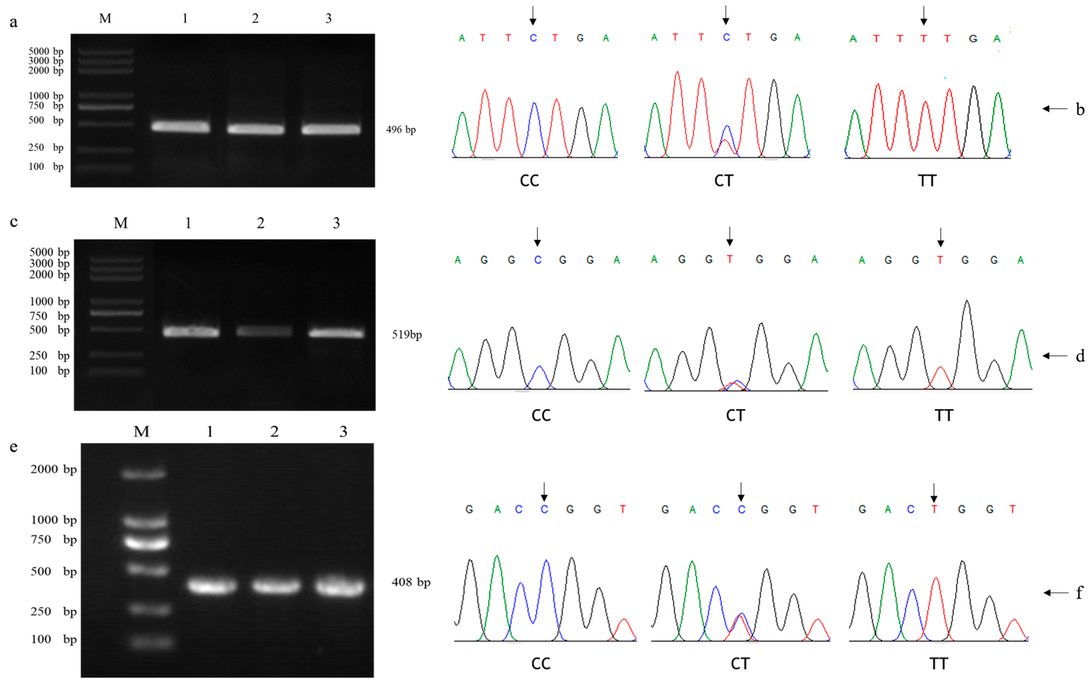 Biomolecules 14 01576 g001