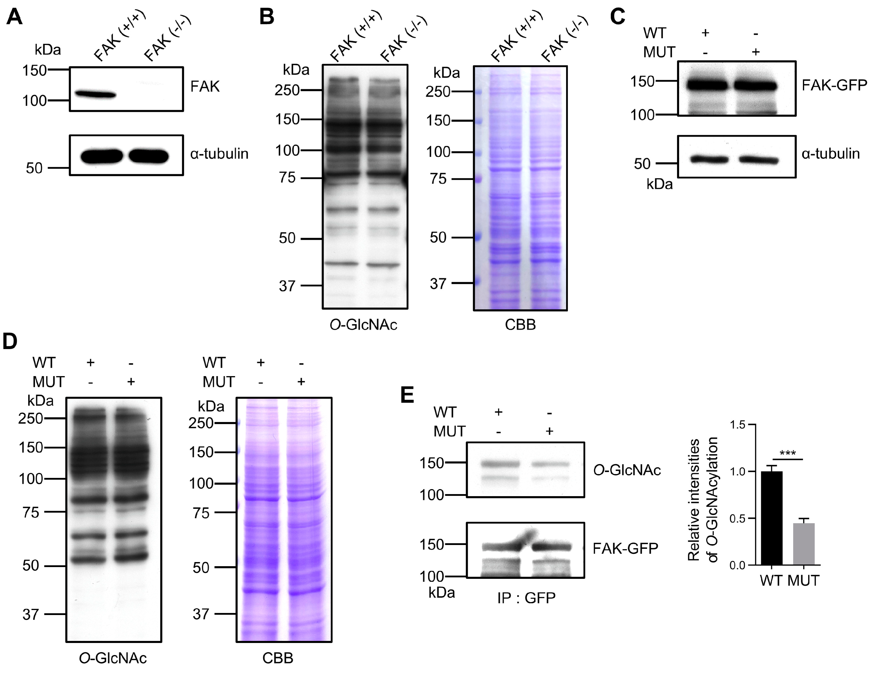 Biomolecules 14 01577 g003