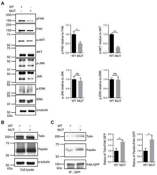 O-GlcNAcylation of Focal Adhesion Kinase Regulates Cell