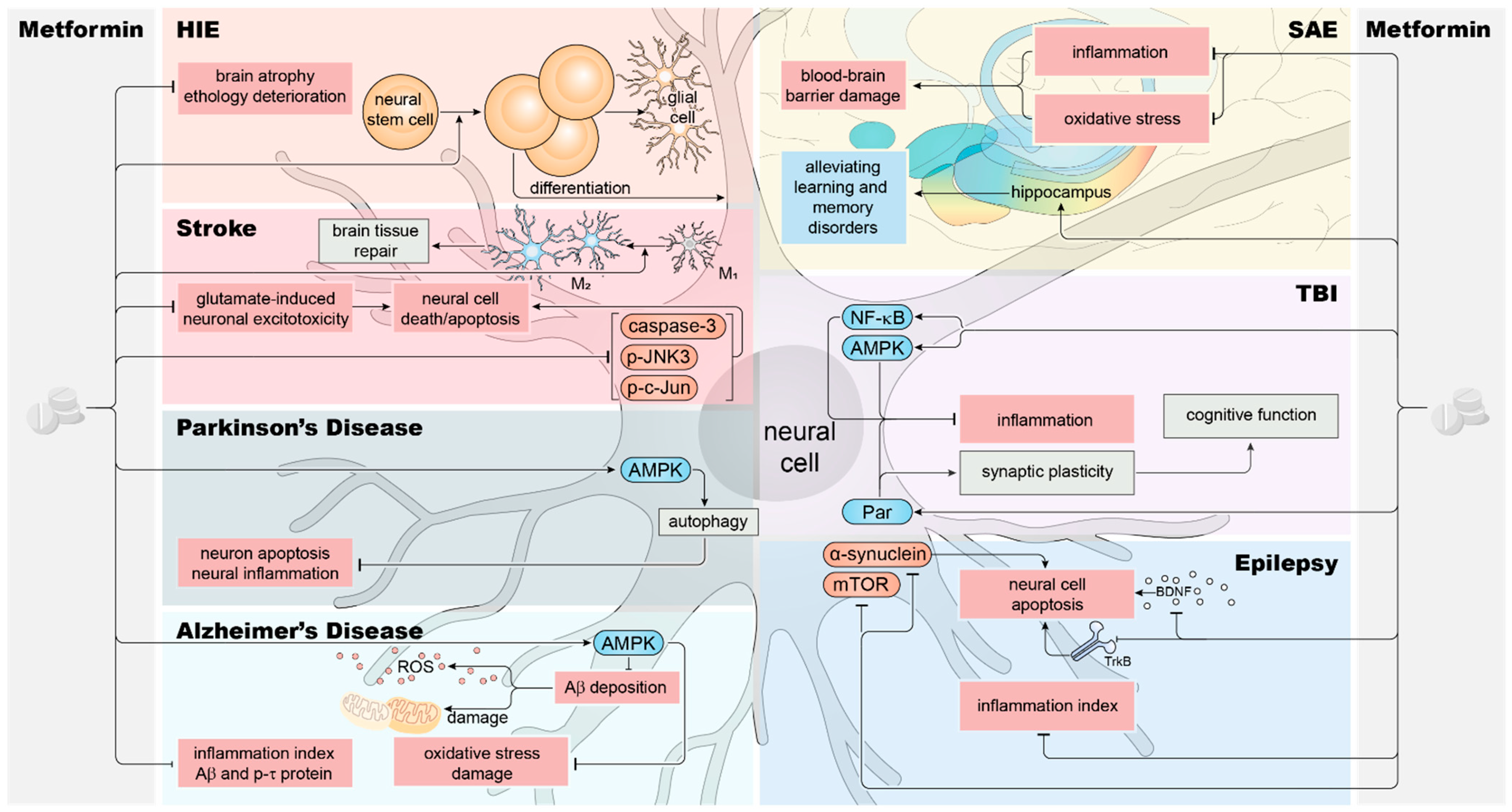 Biomolecules 14 01579 g001