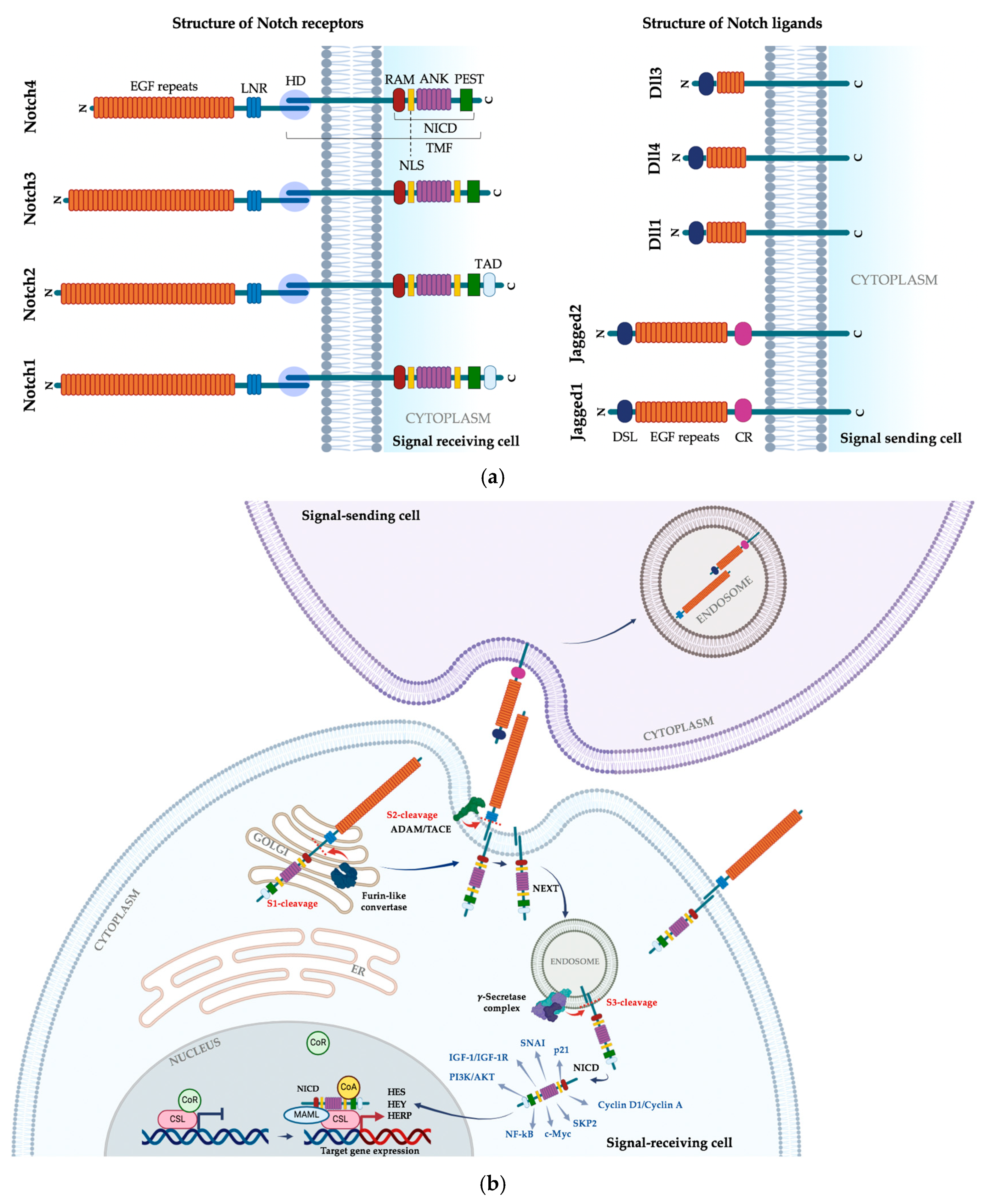Biomolecules 14 01581 g001