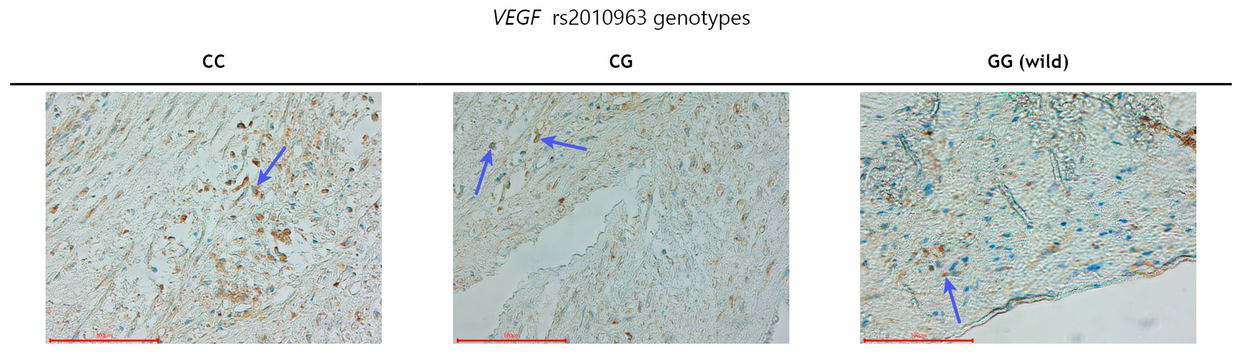 Biomolecules 14 01584 g001 Biomolecules 14 01584 g001