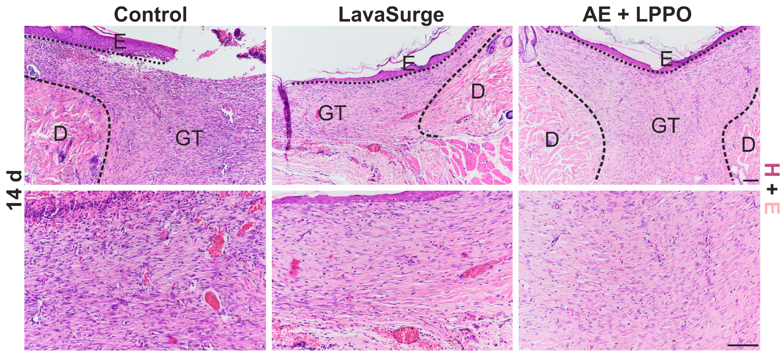 Biomolecules 14 01590 g008