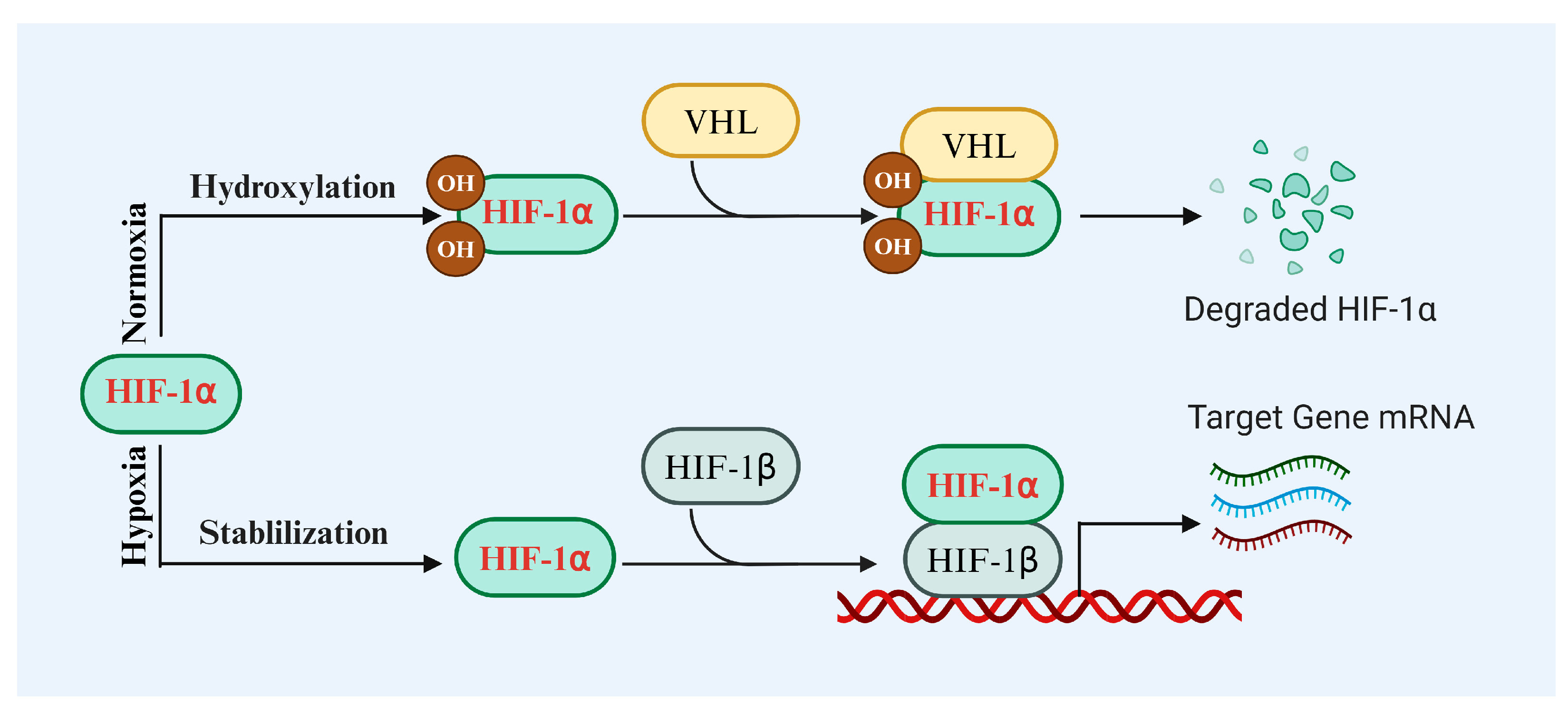 Biomolecules 14 01592 g001
