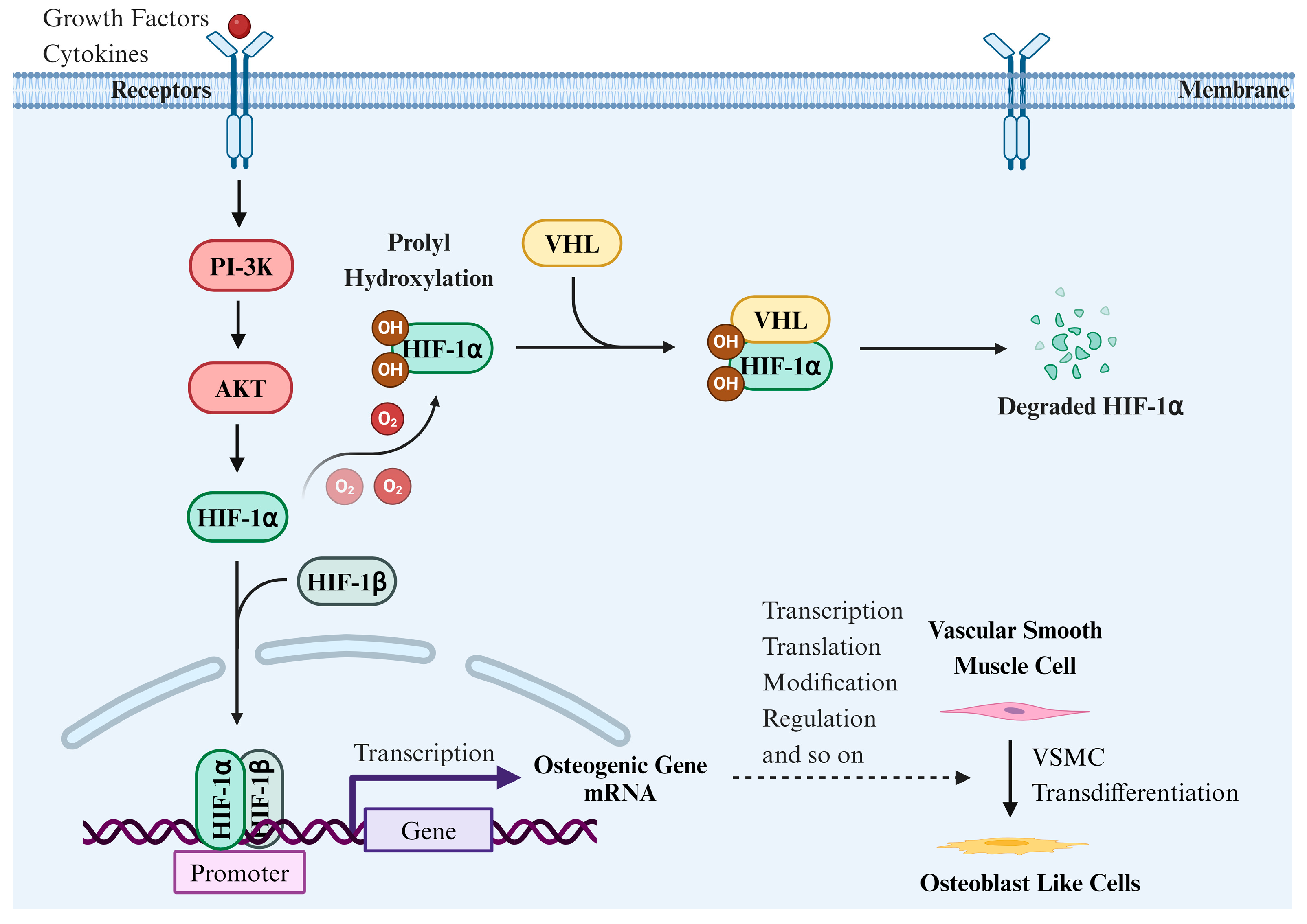 Biomolecules 14 01592 g006