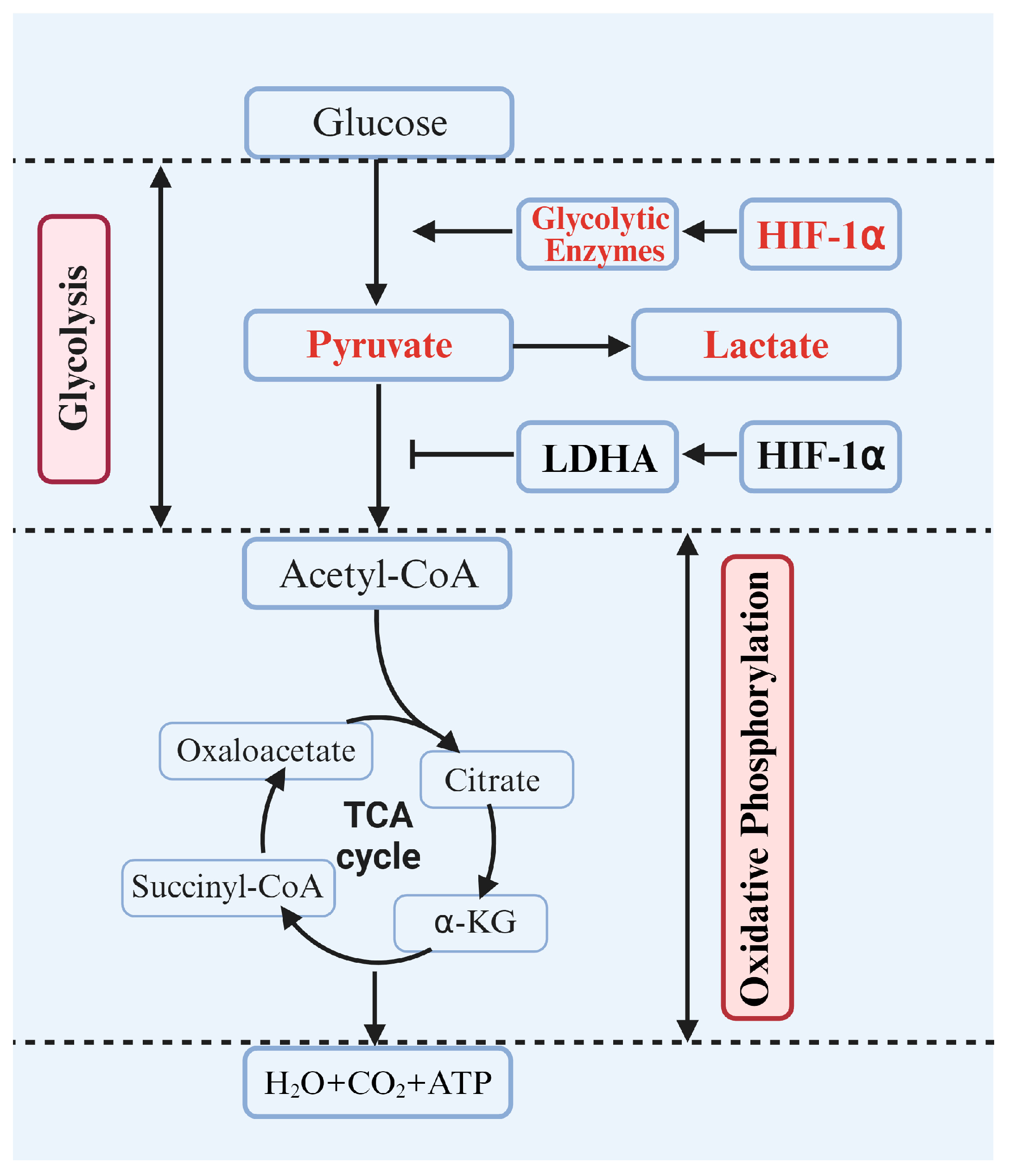 Biomolecules 14 01592 g007